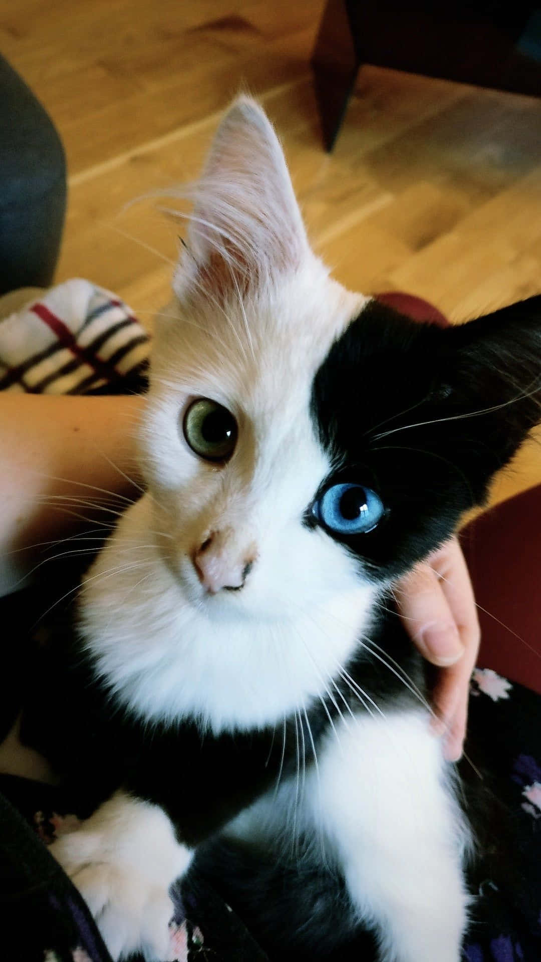 Smuk kat med grønne og blå øjne billede Wallpapers