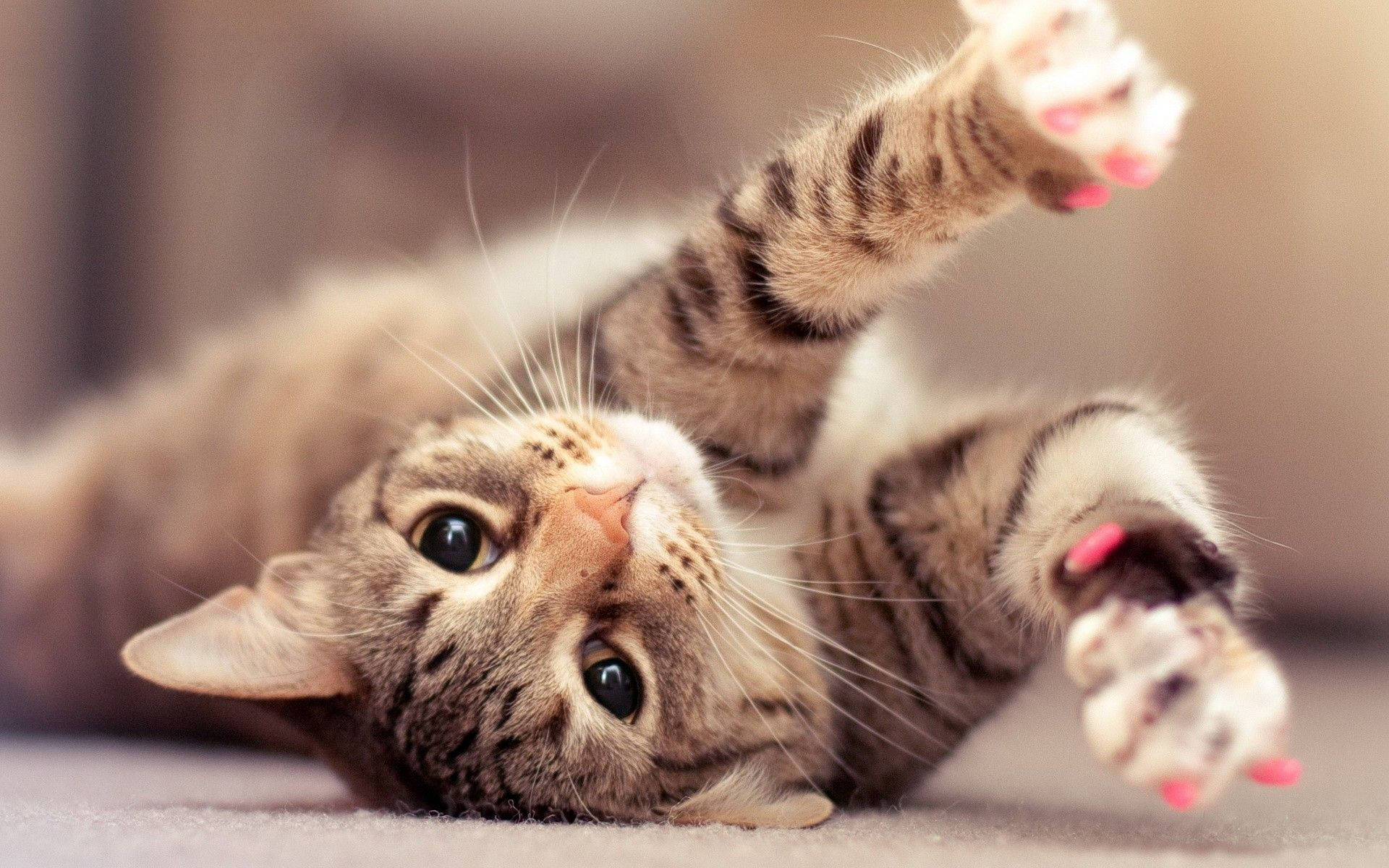 Smuk kat med lyserøde poter Wallpapers