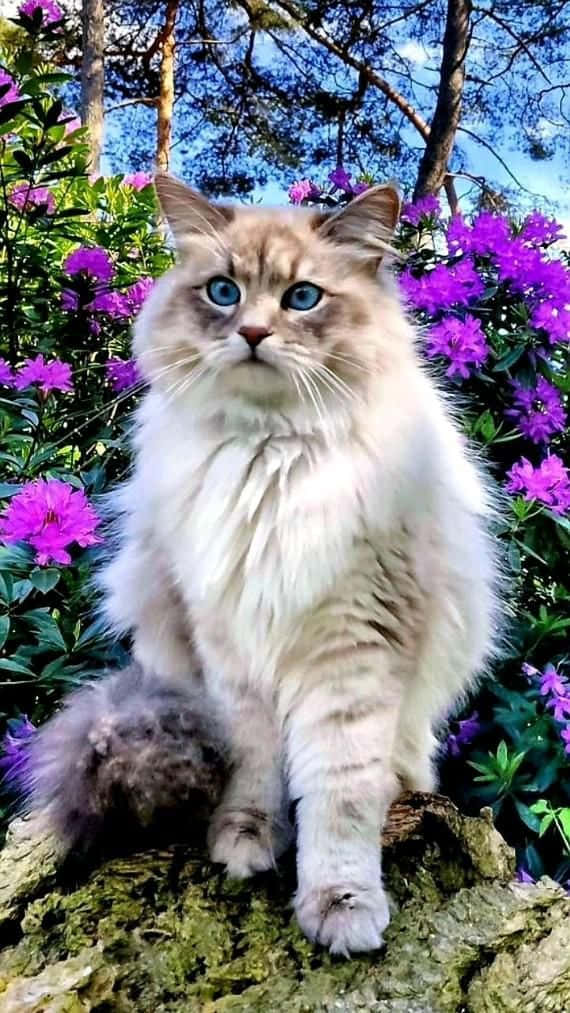 Smuk kat på lilla blomster billede Wallpapers