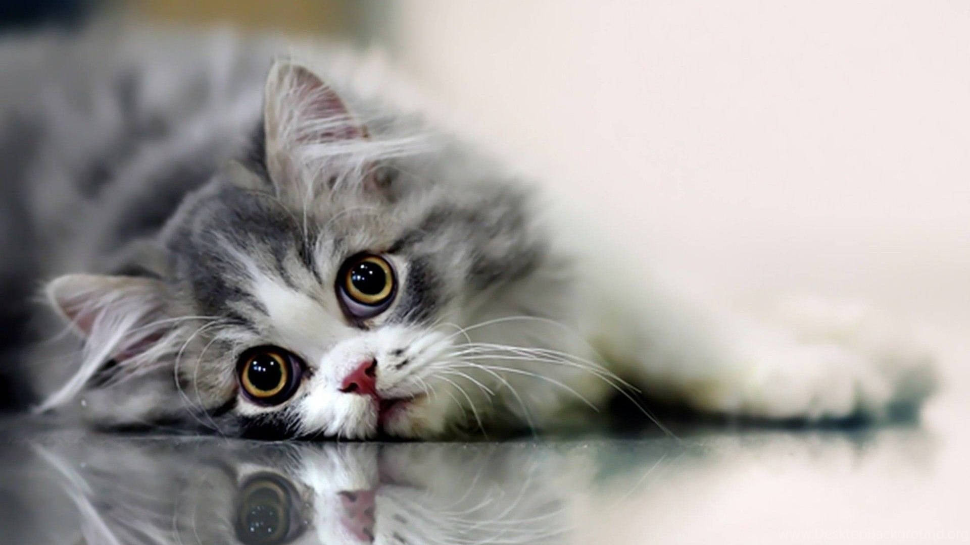 Smuk kat på skinnende gulv Wallpapers