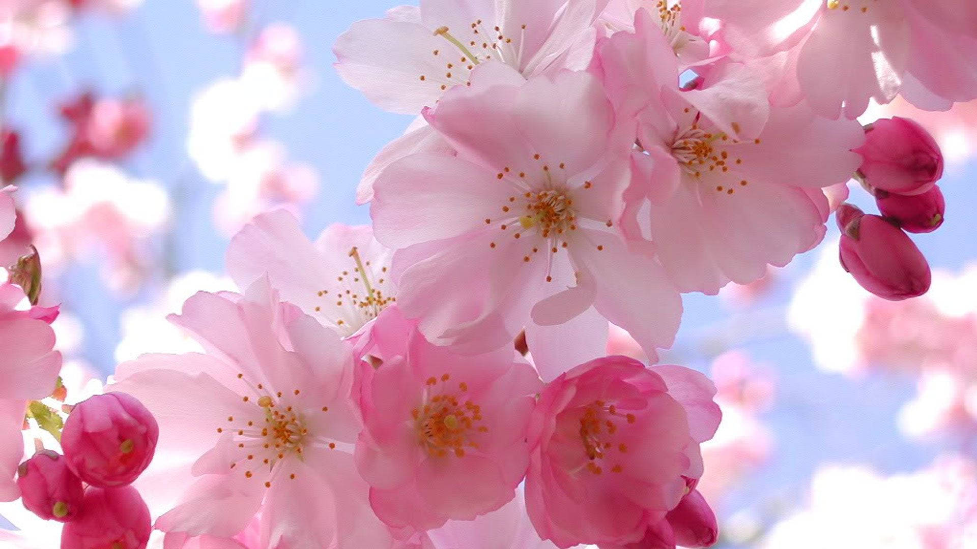 Smuk kirsebærblomst Wallpapers