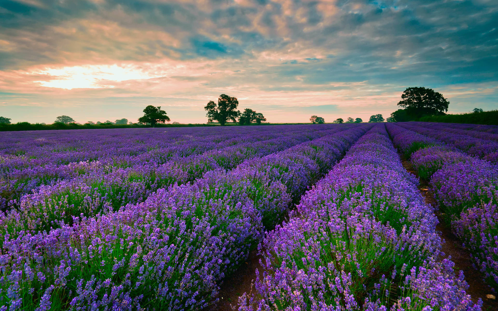 Smuk lavendelmark som skrivebordsbaggrund Wallpapers