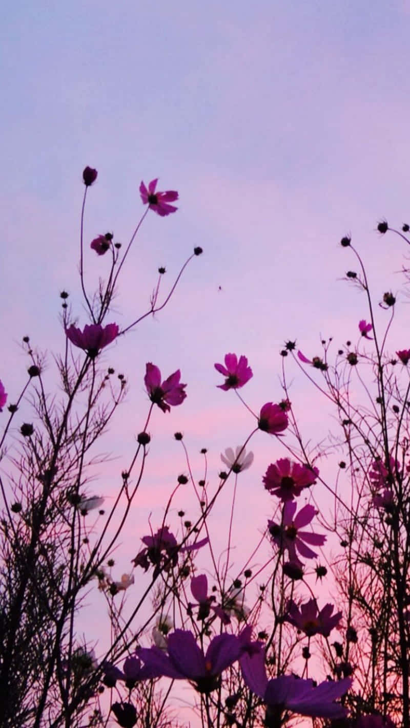 Smuk lilla blomst Wallpapers