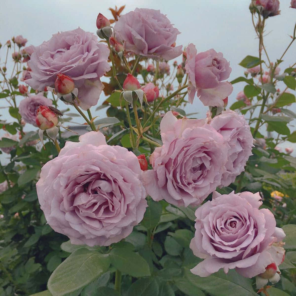 Smuk lilla æstetisk blomst i en frodig have Wallpapers