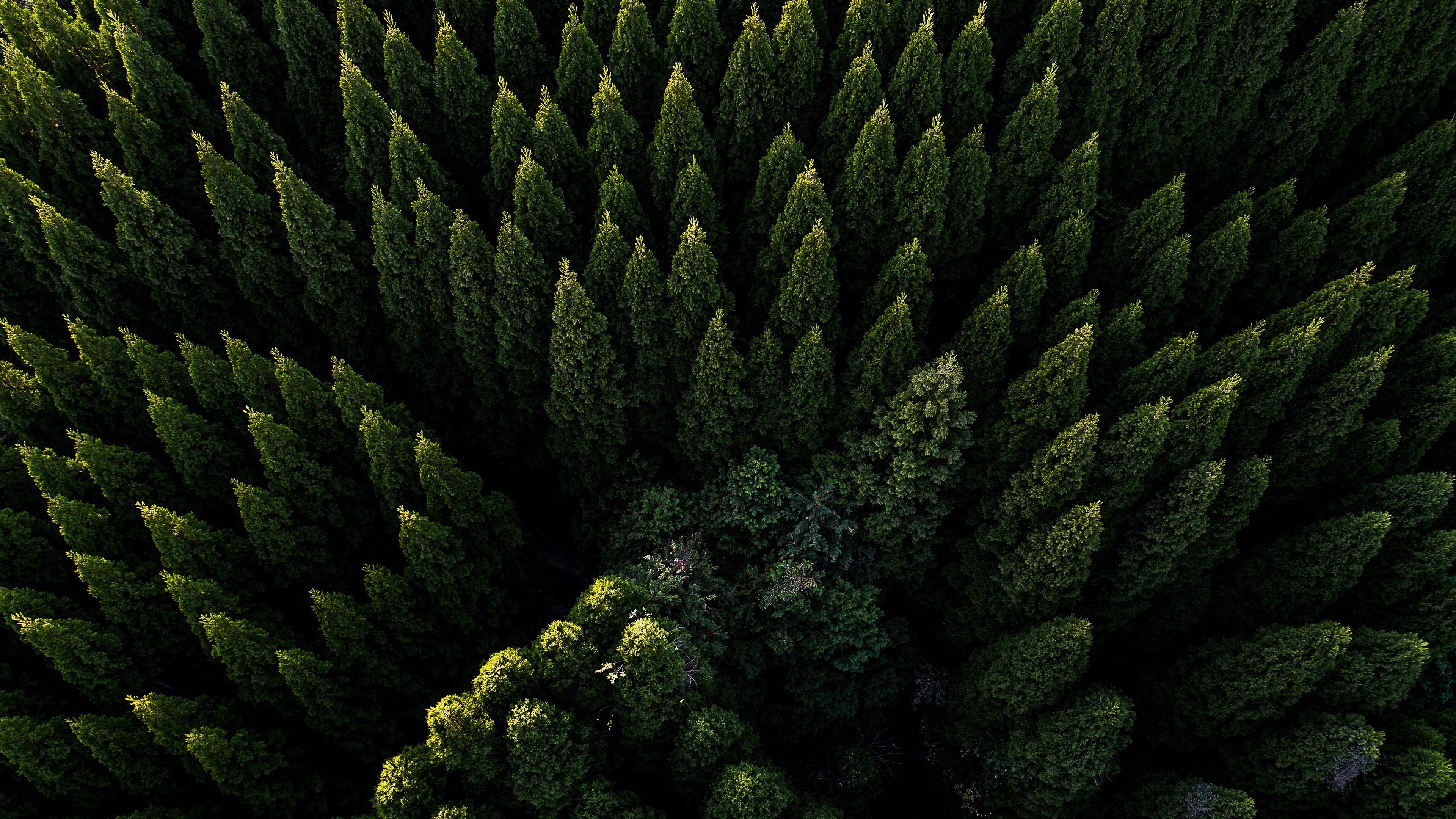 Smuk luftfoto af skov Wallpapers