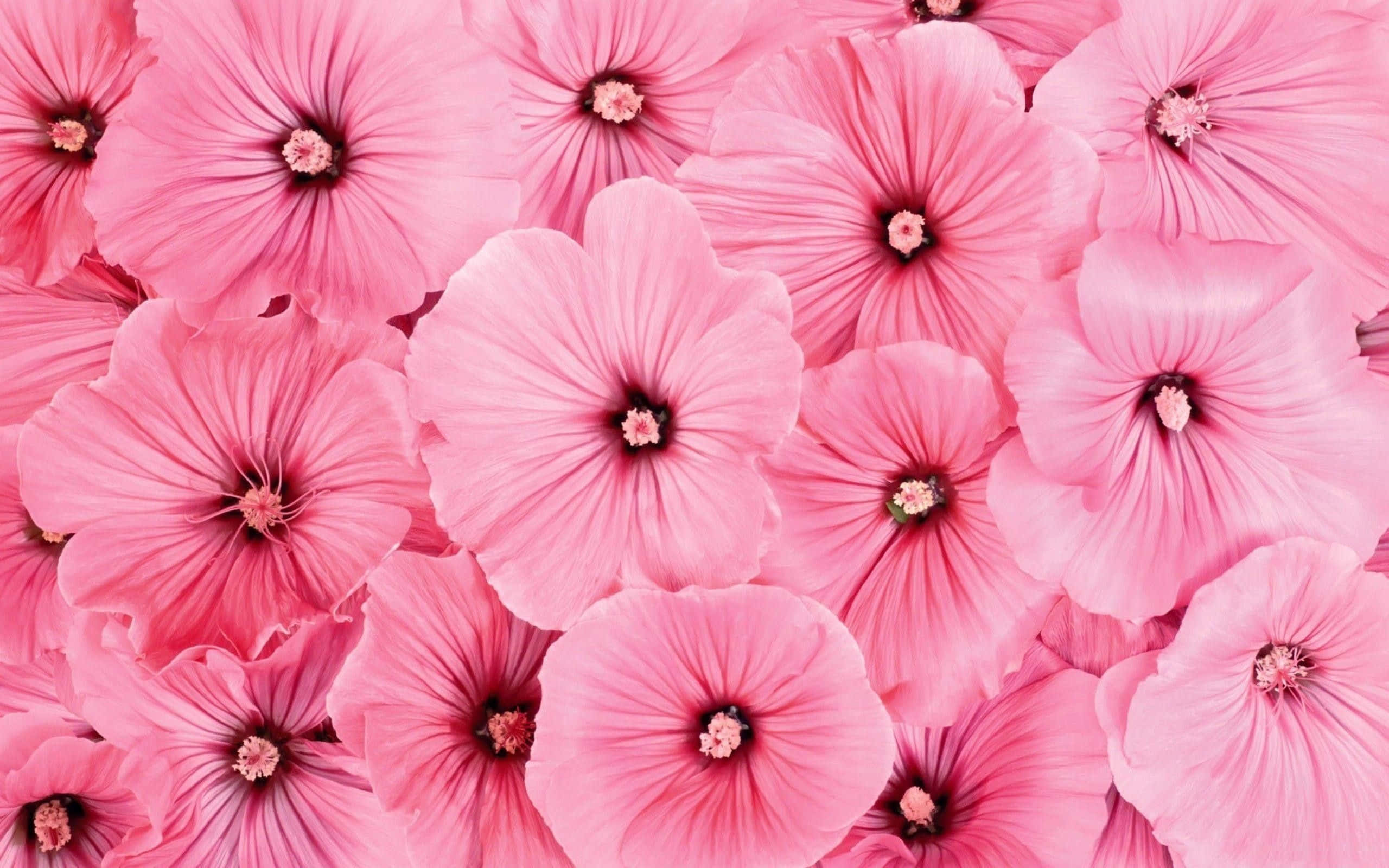 Smuk lyserød blomsterbaggrund. Wallpapers
