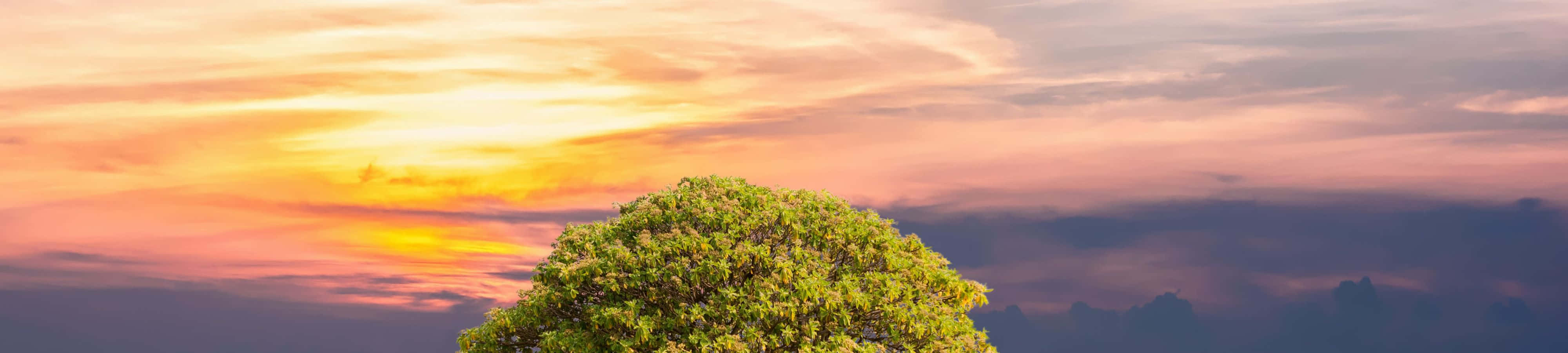 Smuk natur ved solnedgang Wallpapers