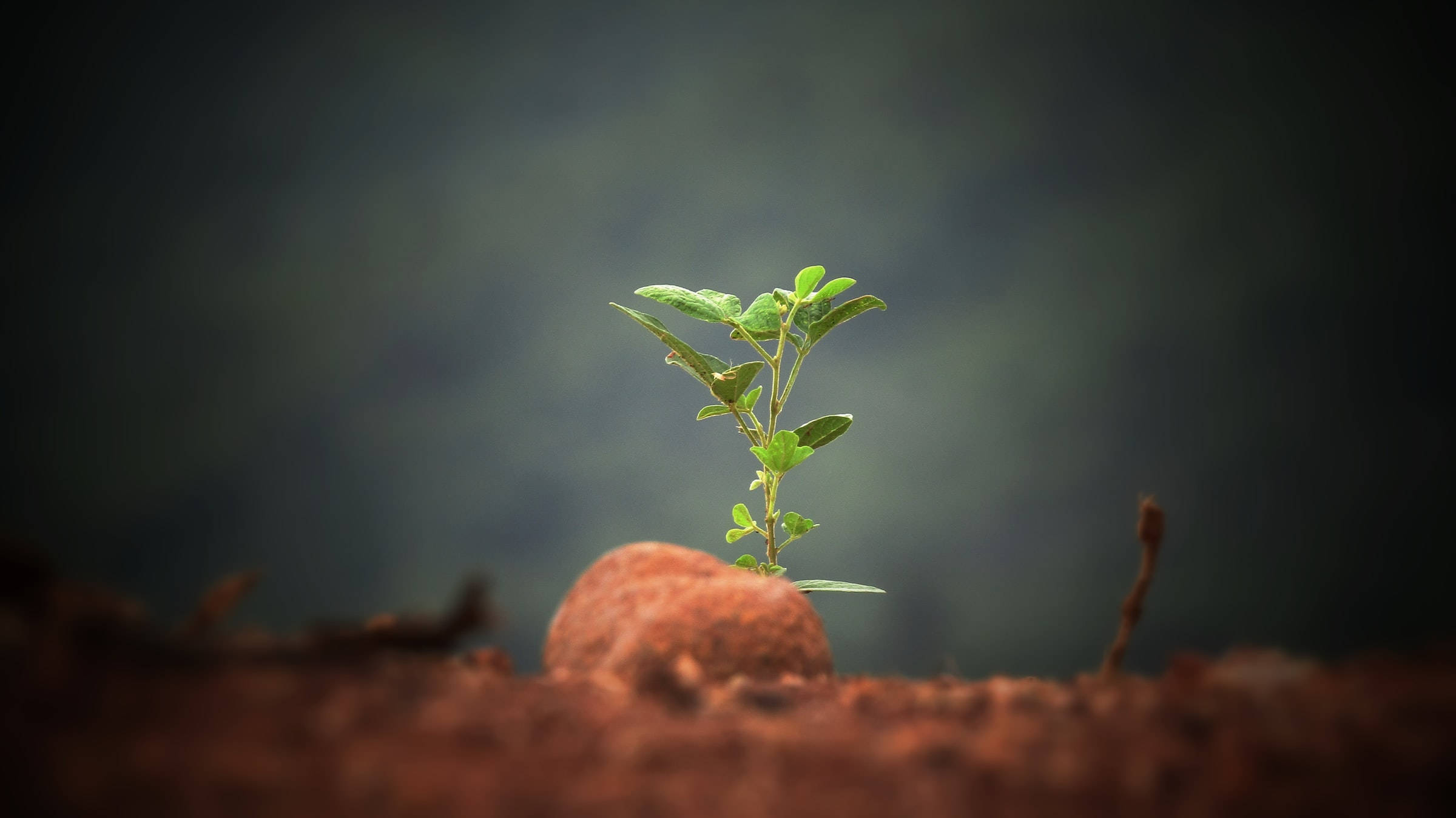 Smuk naturplante på klippe Wallpapers
