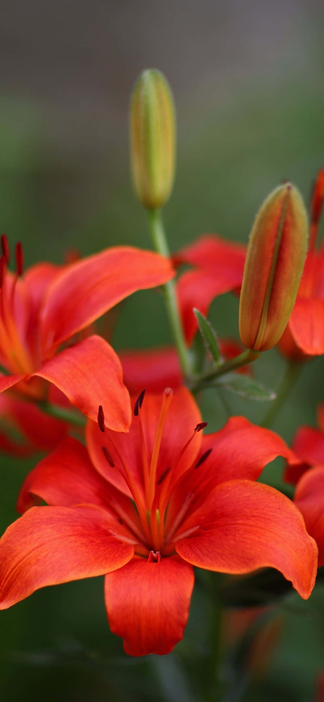 Smuk pink liljeblomst i fuldt flor. Wallpapers