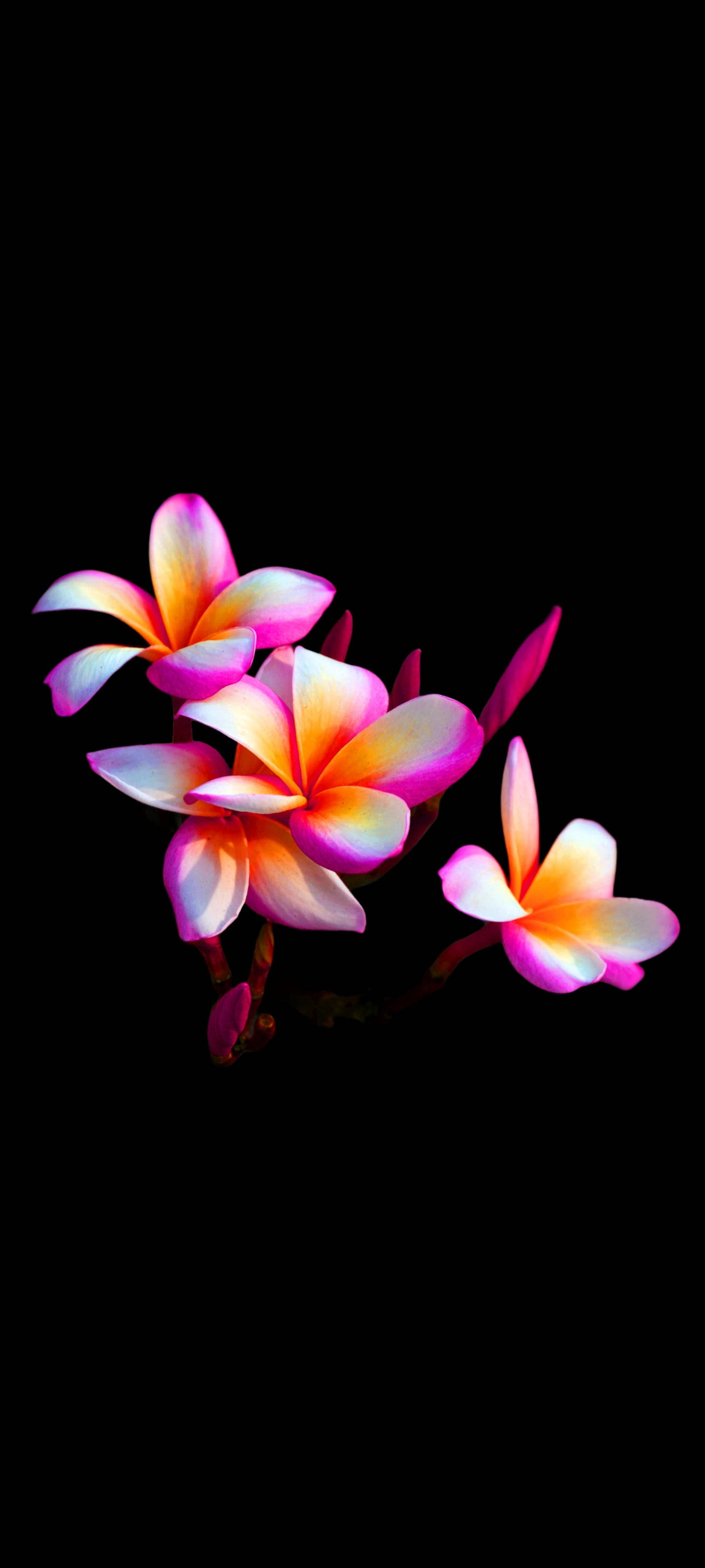Smuk Plumeria Blomst Mobil Wallpapers