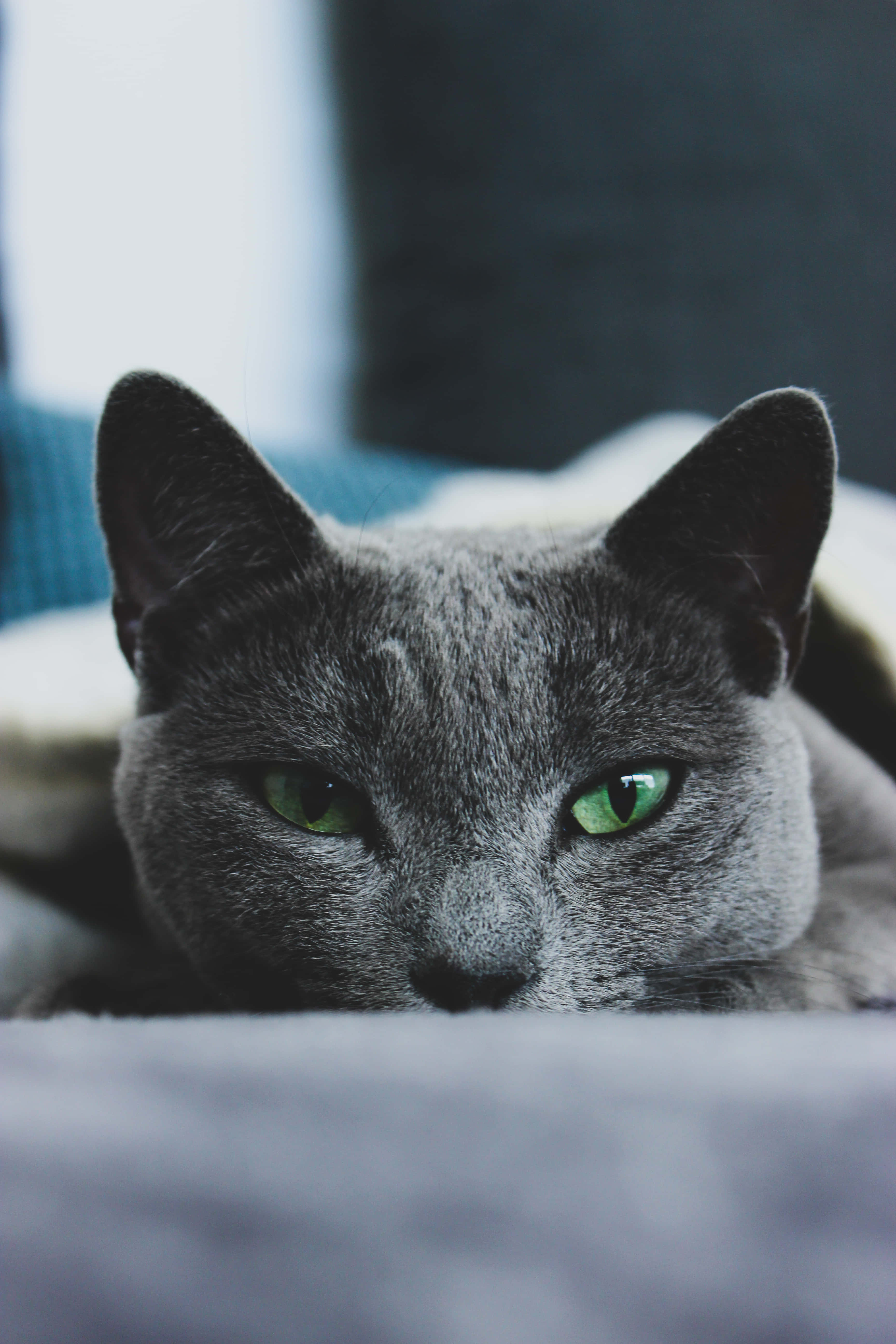 Smuk russisk blå kat siddende ved siden af en skål med mad Wallpapers
