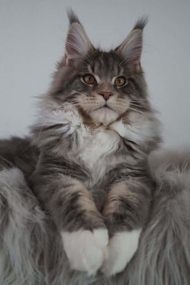 Smuk siddende Maine Coon kat Wallpapers