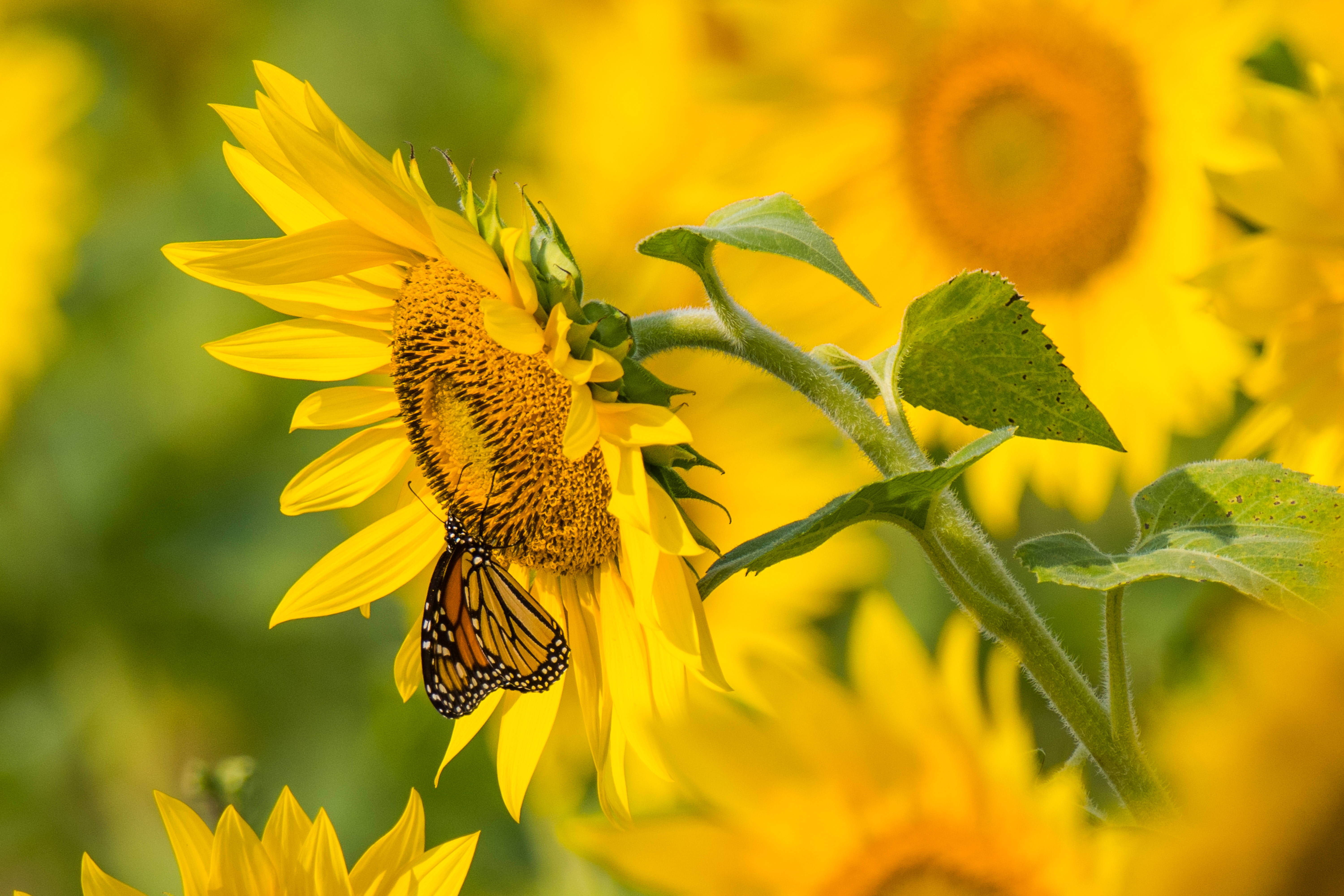 Smuk sommerdag med en gul solsikke og sommerfugl Wallpapers