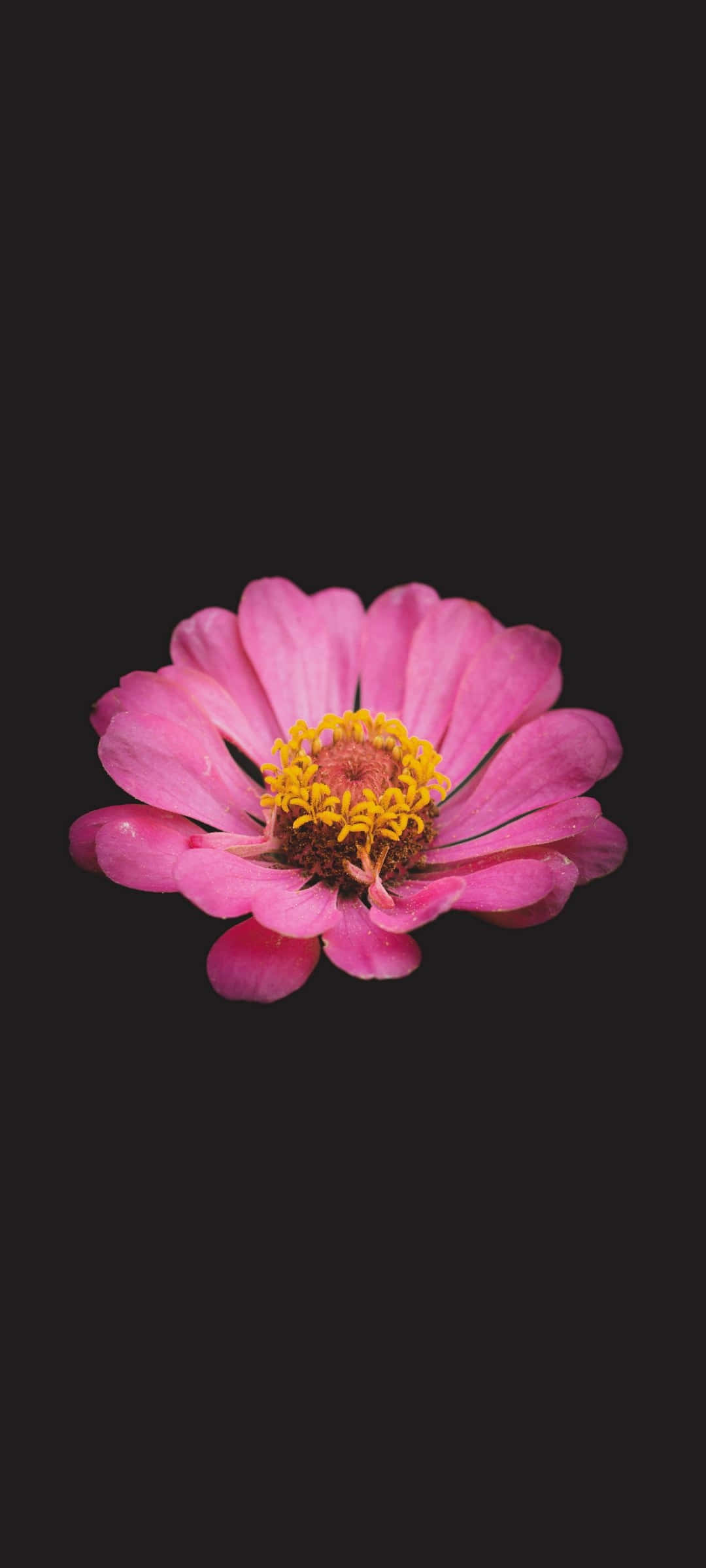 Smuk Sort Og Lyserød Blomst Wallpapers