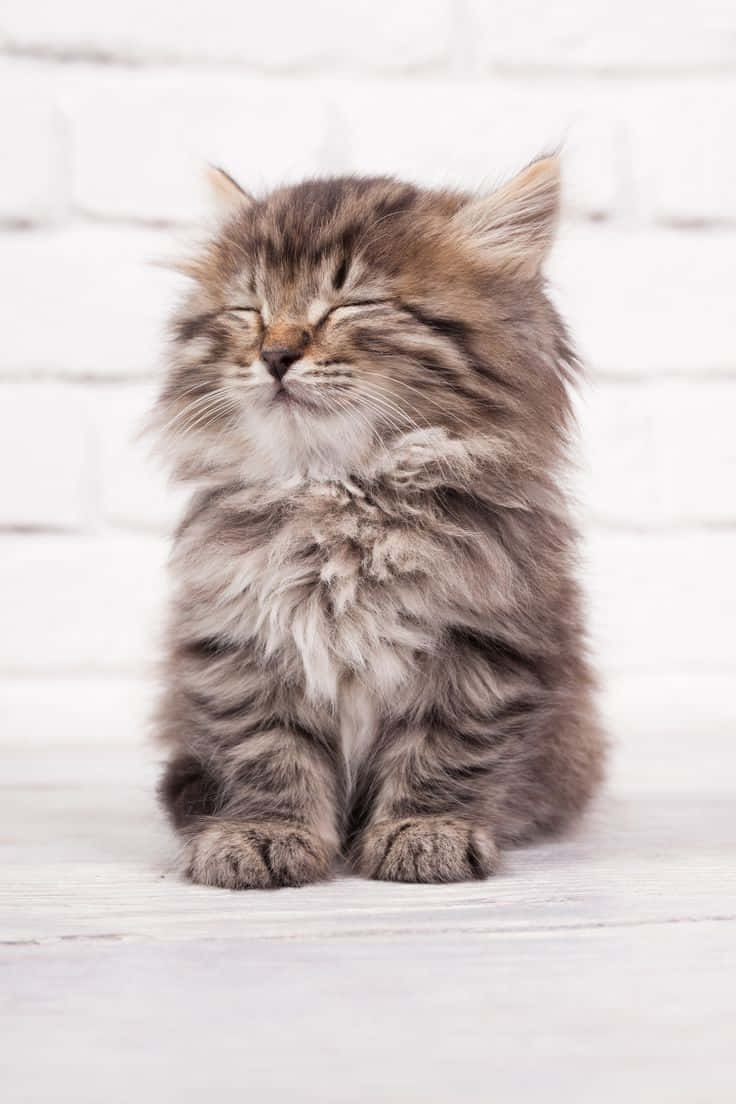Smuk sovende kat siddende billede Wallpapers