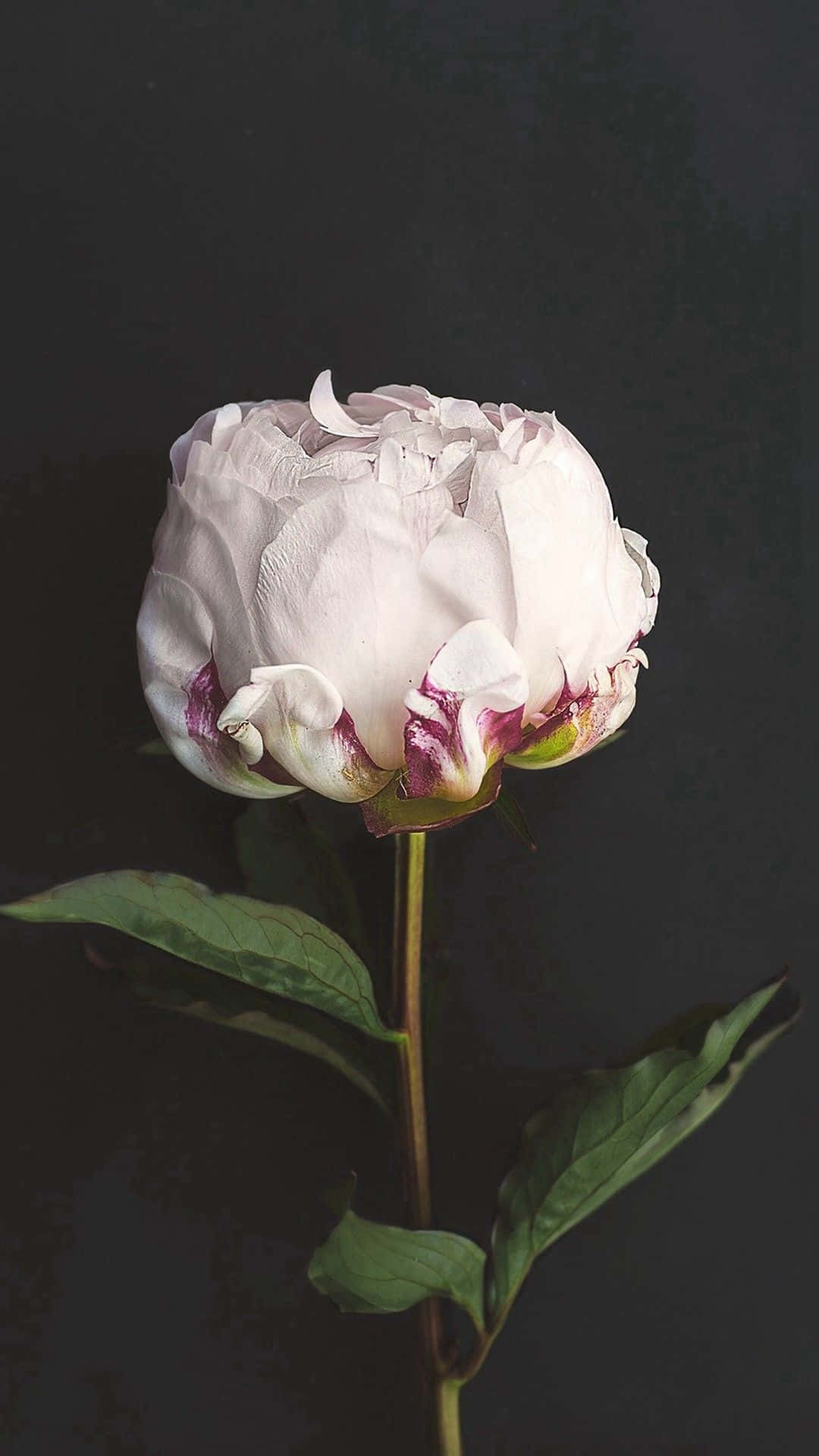 Smukke blå blomster fremhæver forårets naturlige skønhed Wallpapers