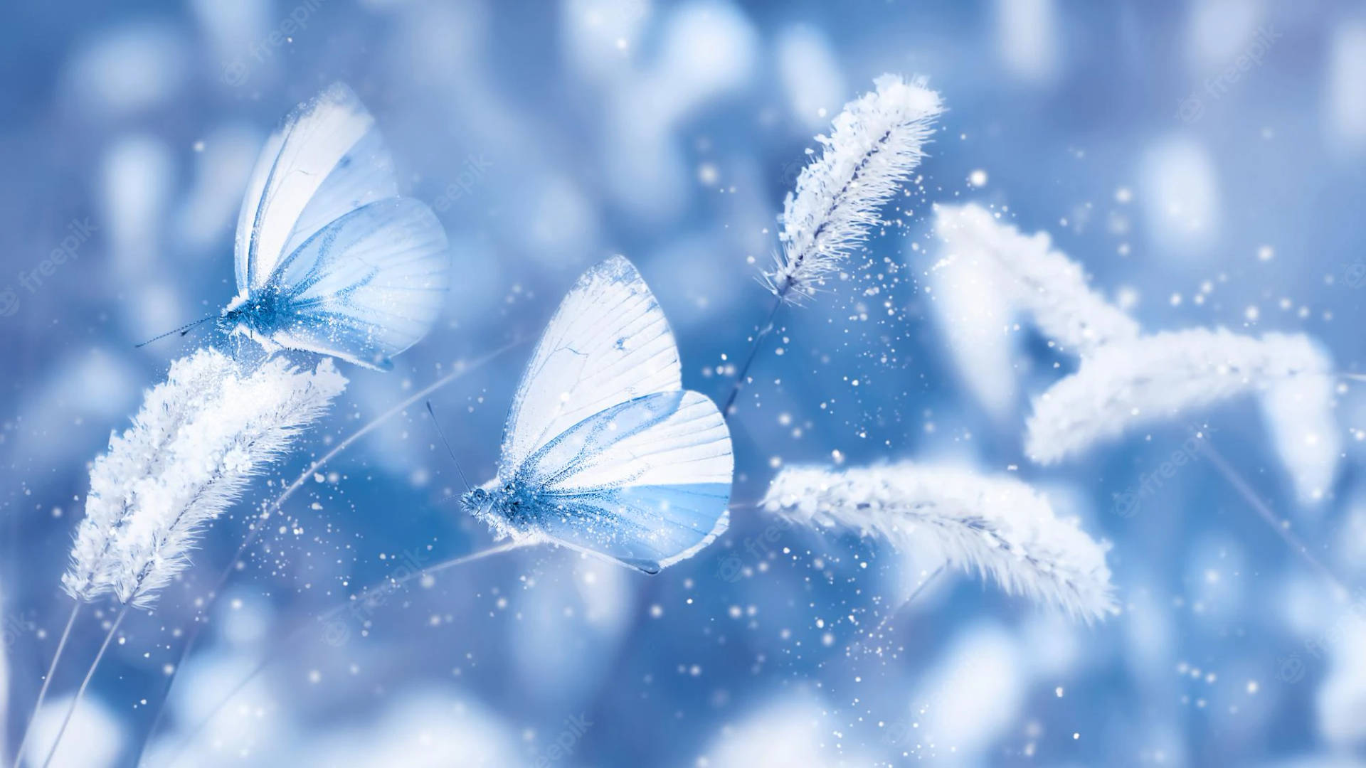 Smukke blå — Blå Wallpapers