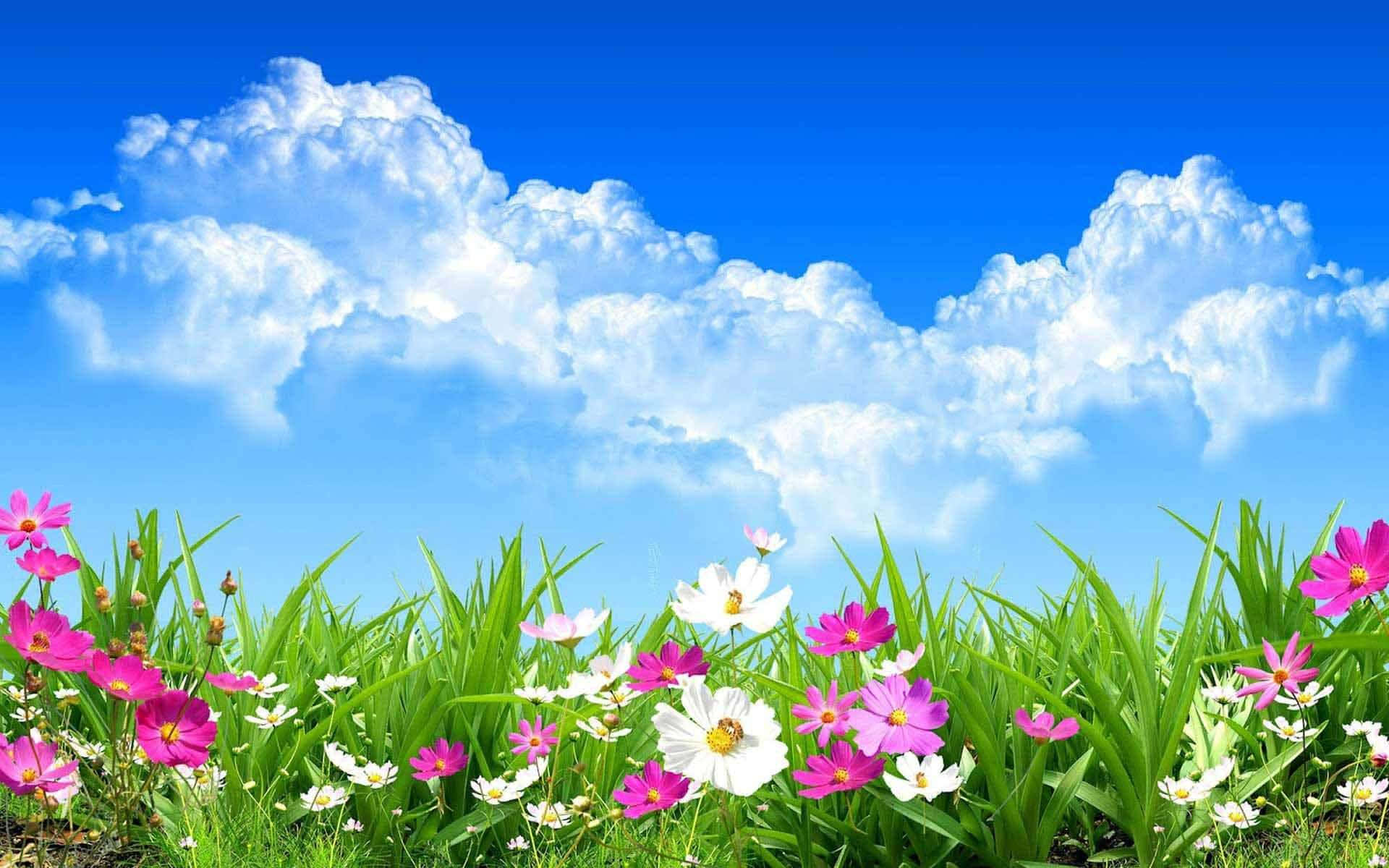 Smukke blomster under blå himmel Wallpapers