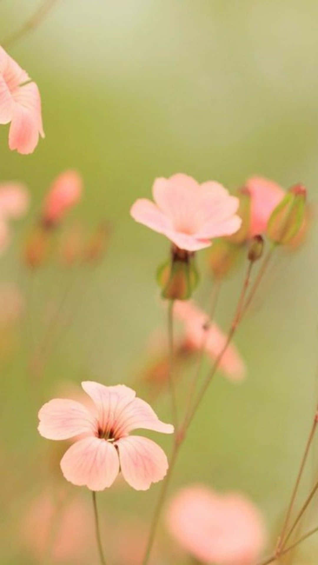 Smukke blomsterbaggrunde til at tilpasse din iPhone Wallpapers