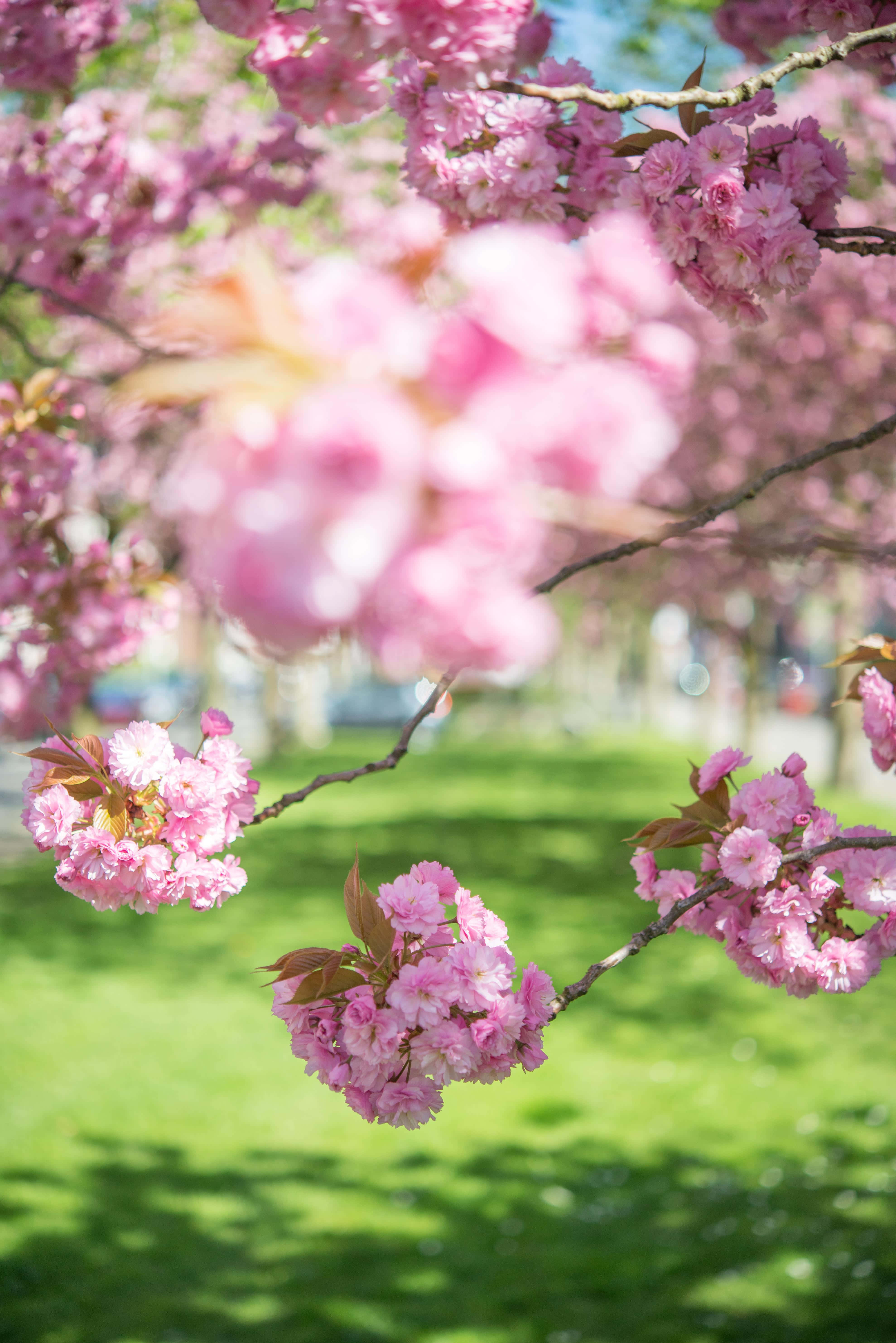 Smukke blomstrende træer om foråret Wallpapers