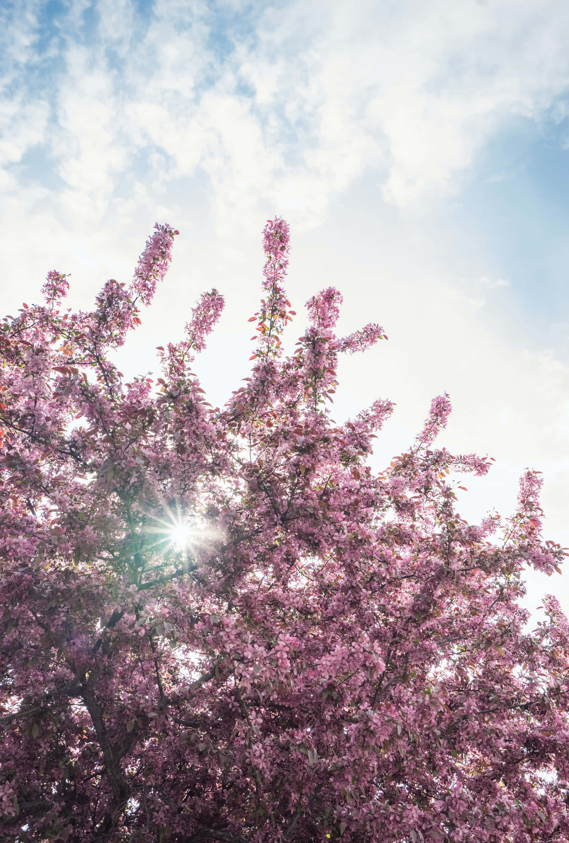 Smukke blomstrende træer om foråret Wallpapers