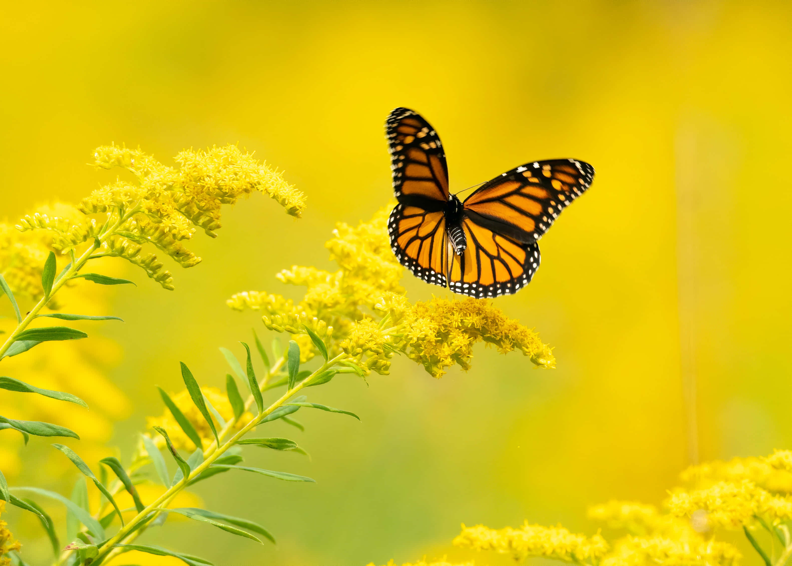 Smukke farver og former i en Butterfly Aesthetic Wallpapers