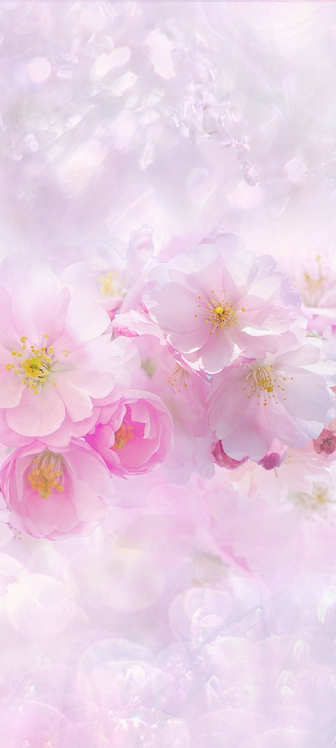 Smukke forårs lyserøde og hvide sakura-blomster Wallpapers