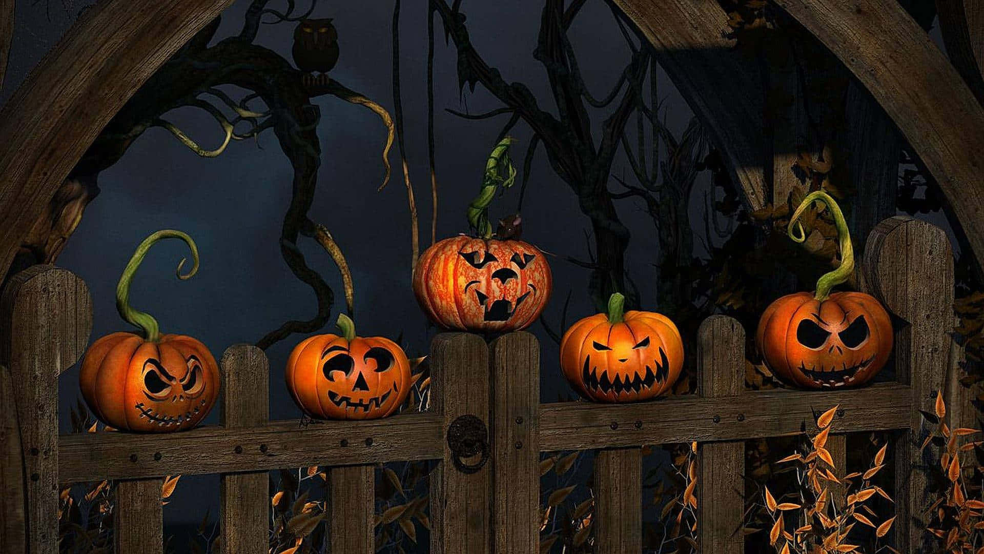 Smukke Halloween-græskar på et hegn Wallpapers