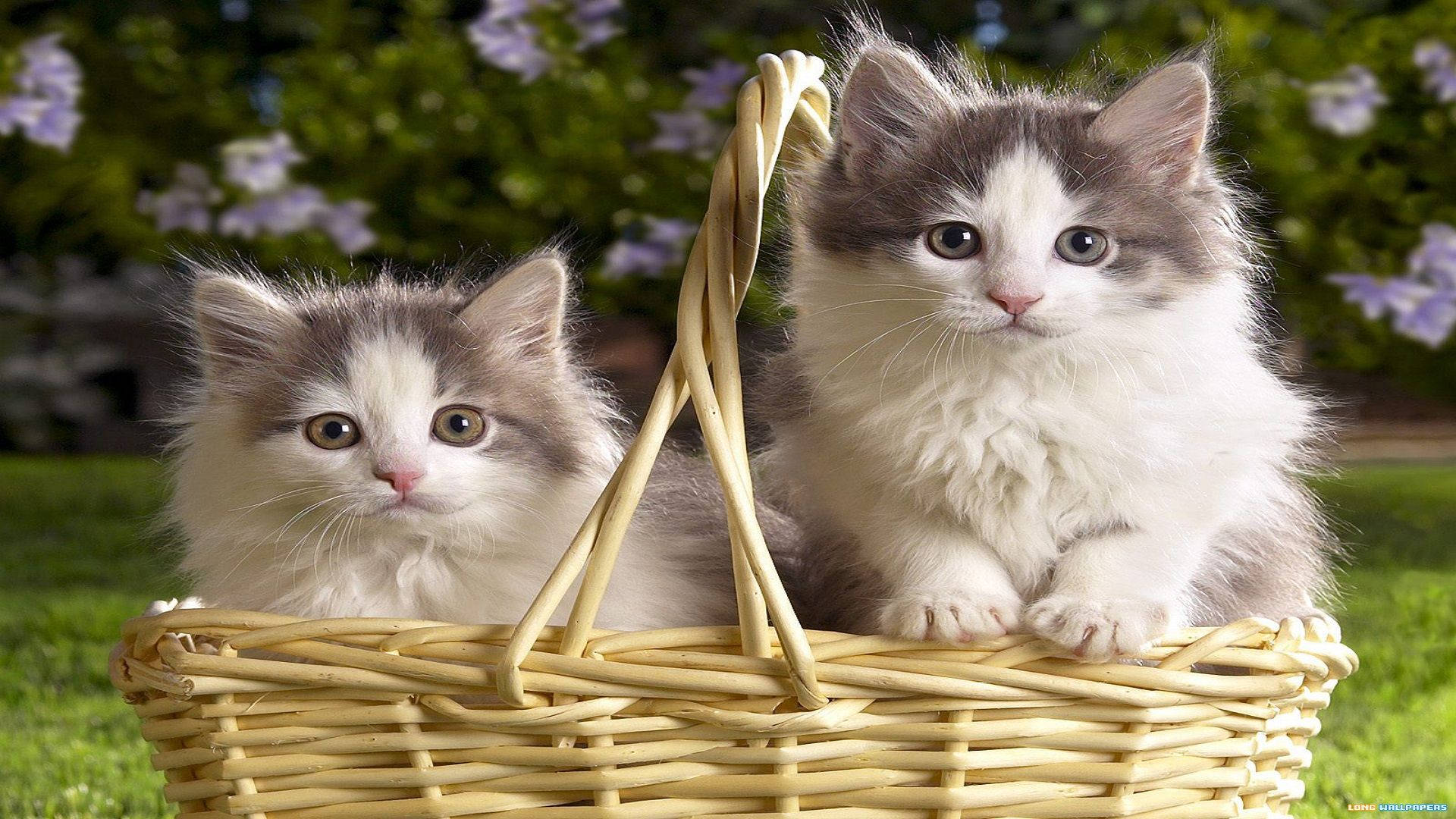 Smukke katte i frugtkurv Wallpapers