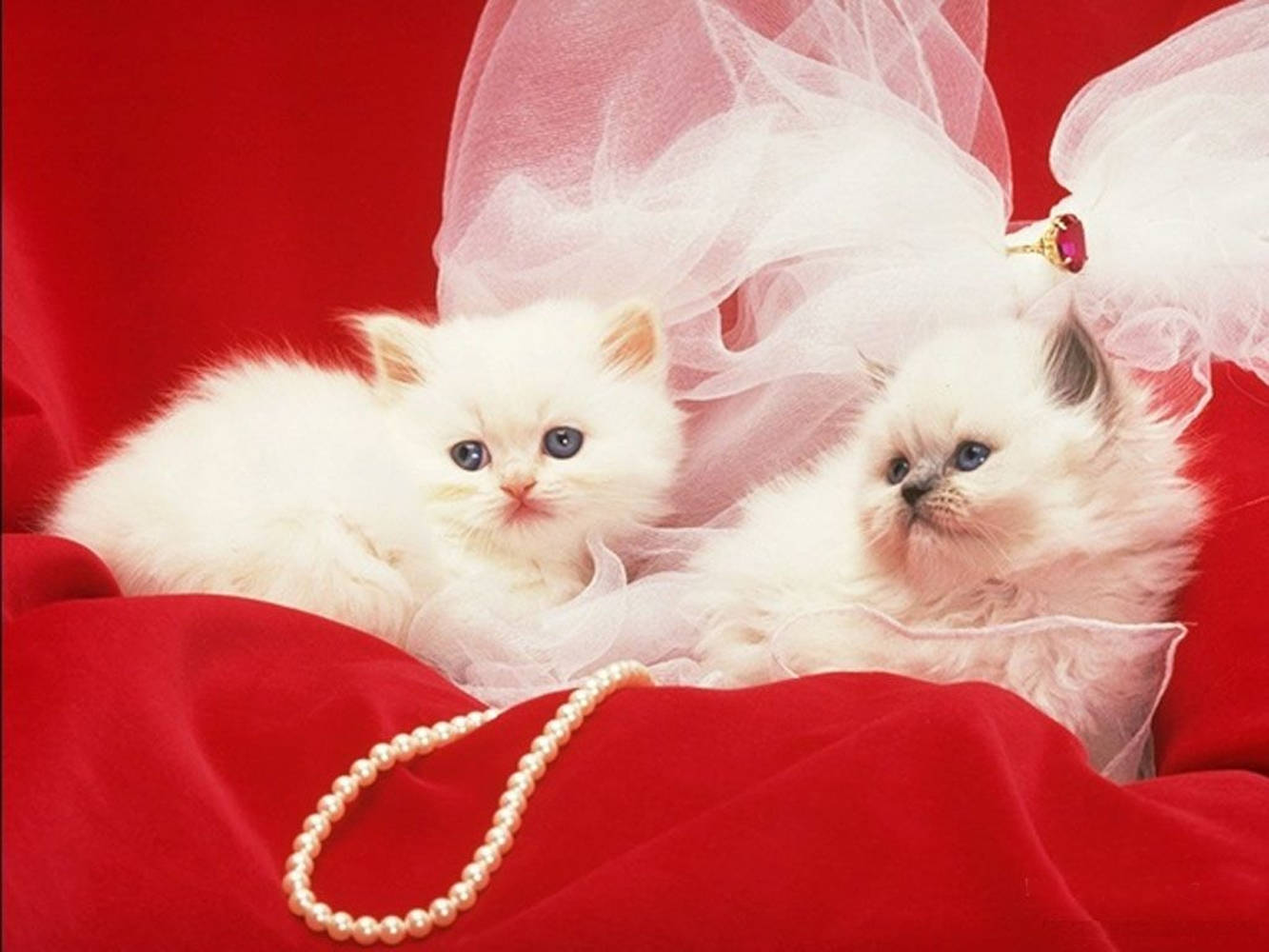 Smukke katte med hvid perlehalskæde Wallpapers