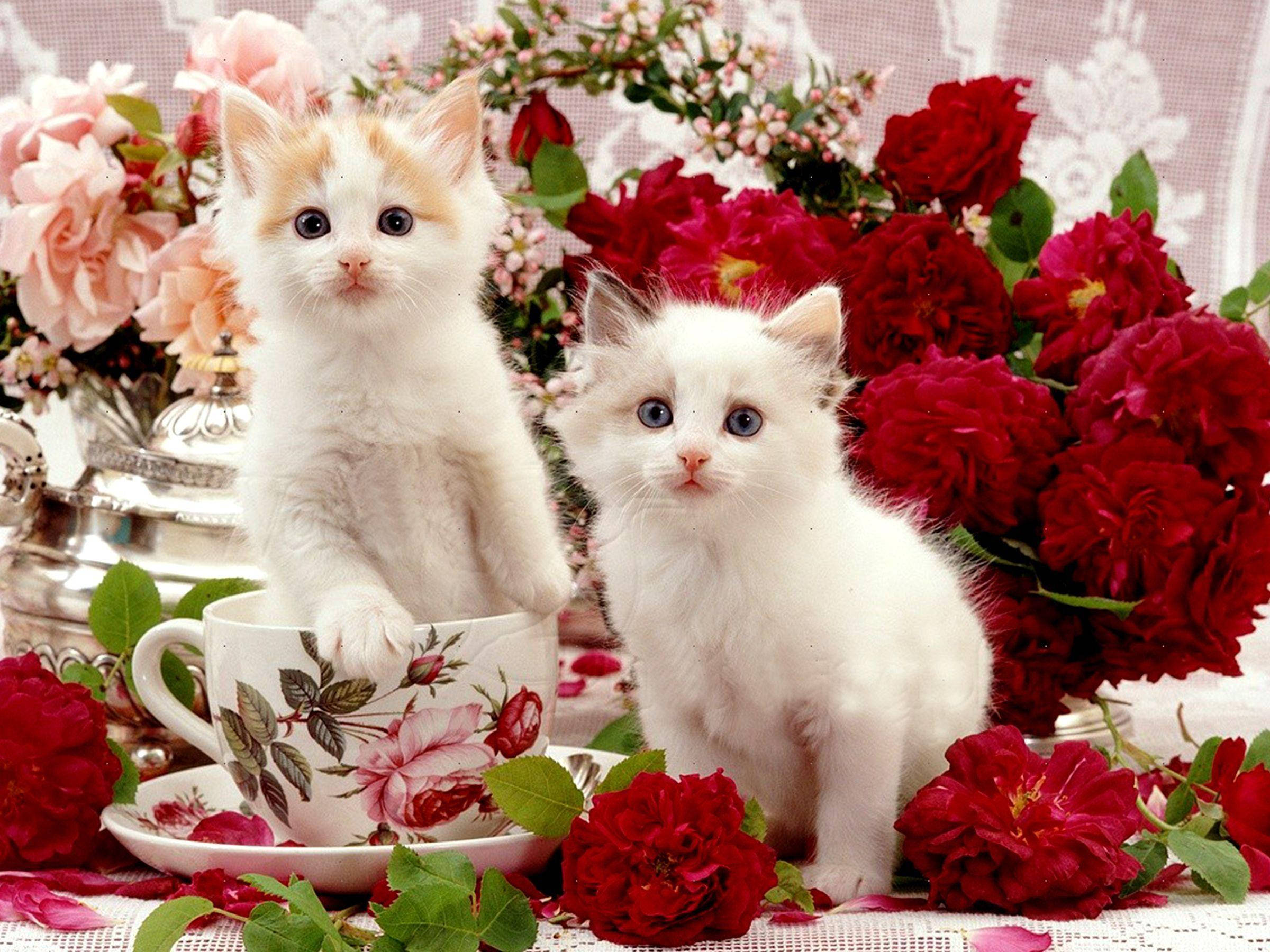 Smukke katte på bord med blomster Wallpapers