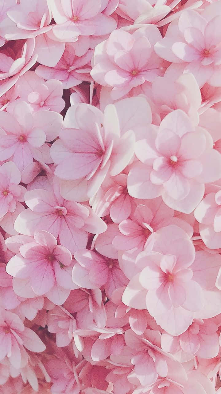 Smukke lyserøde blomster på hvid baggrund Wallpapers
