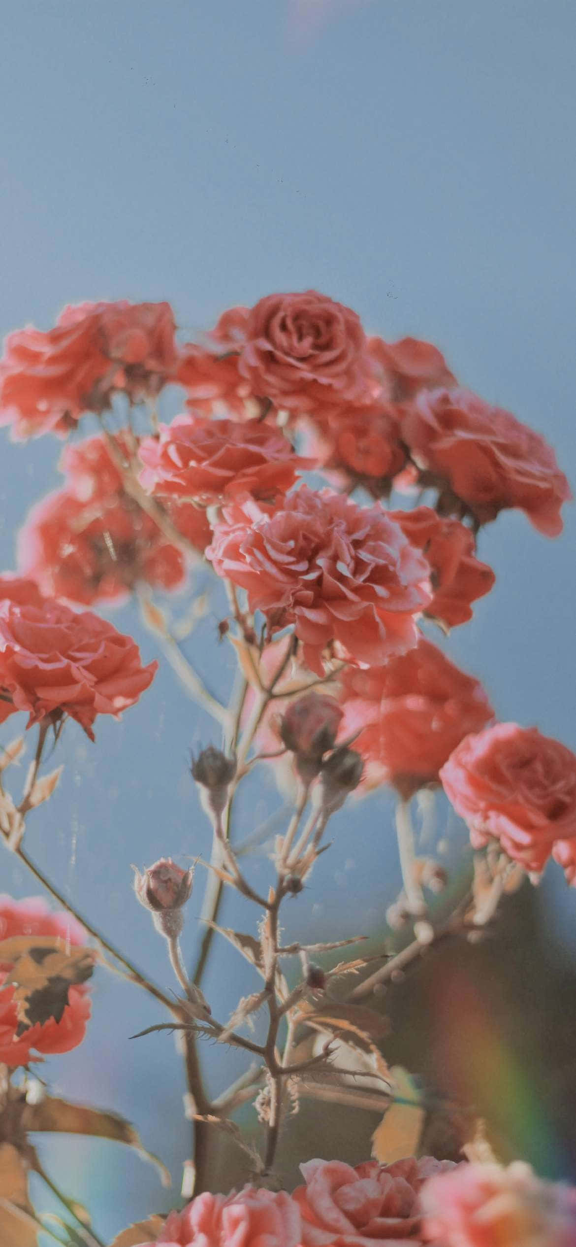 Smukke lyserøde roser til æstetisk Valentinsdag Wallpapers