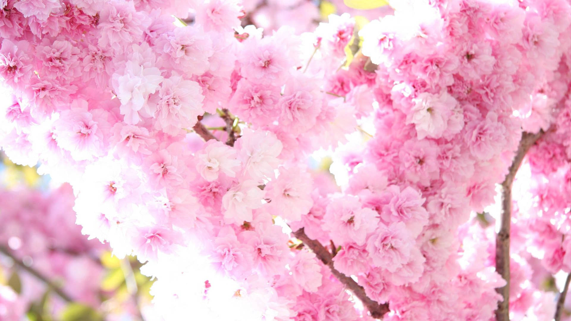 Smukke lyserøde forårsblomster Wallpapers