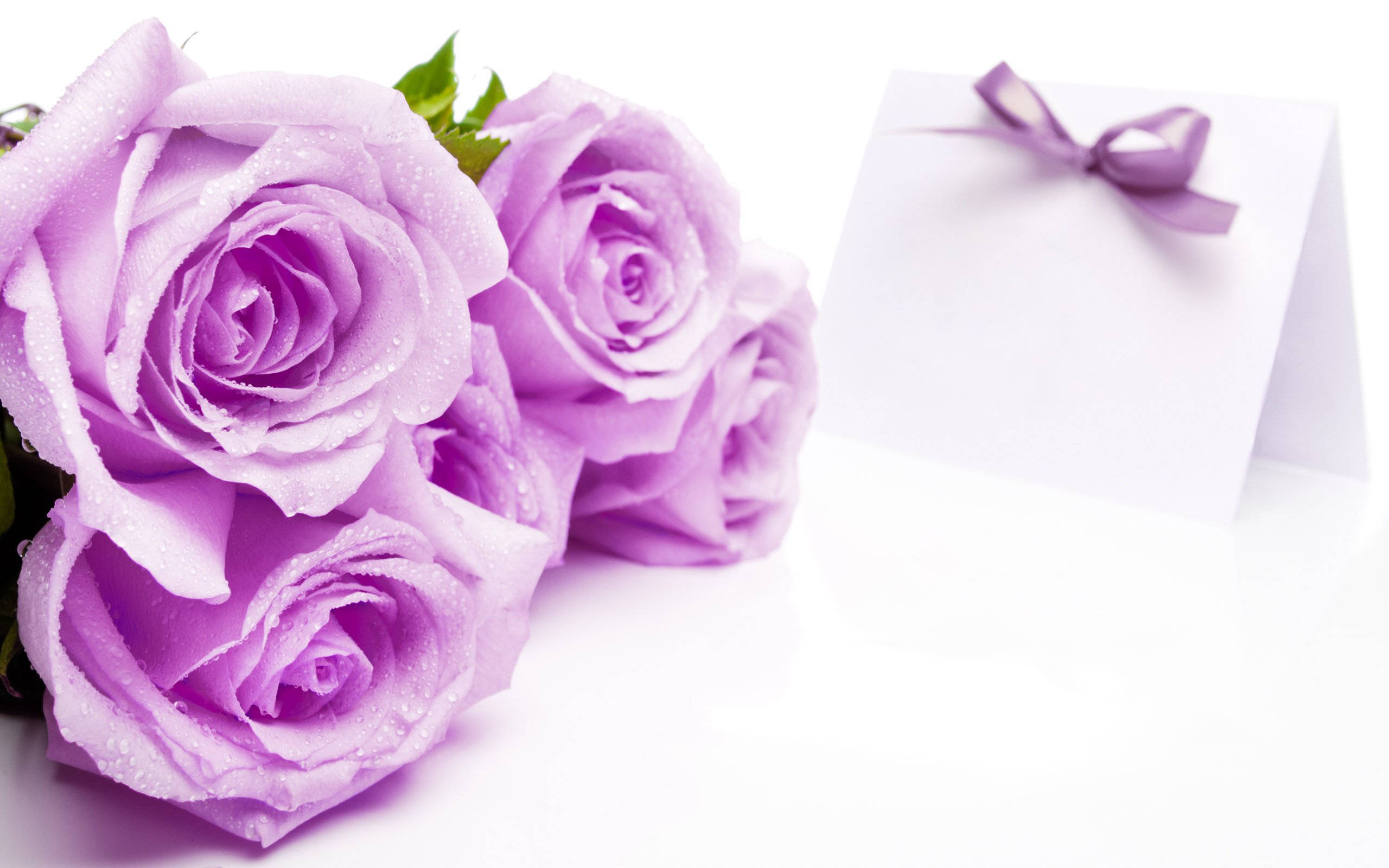 Smukke lyslilla roser Wallpapers