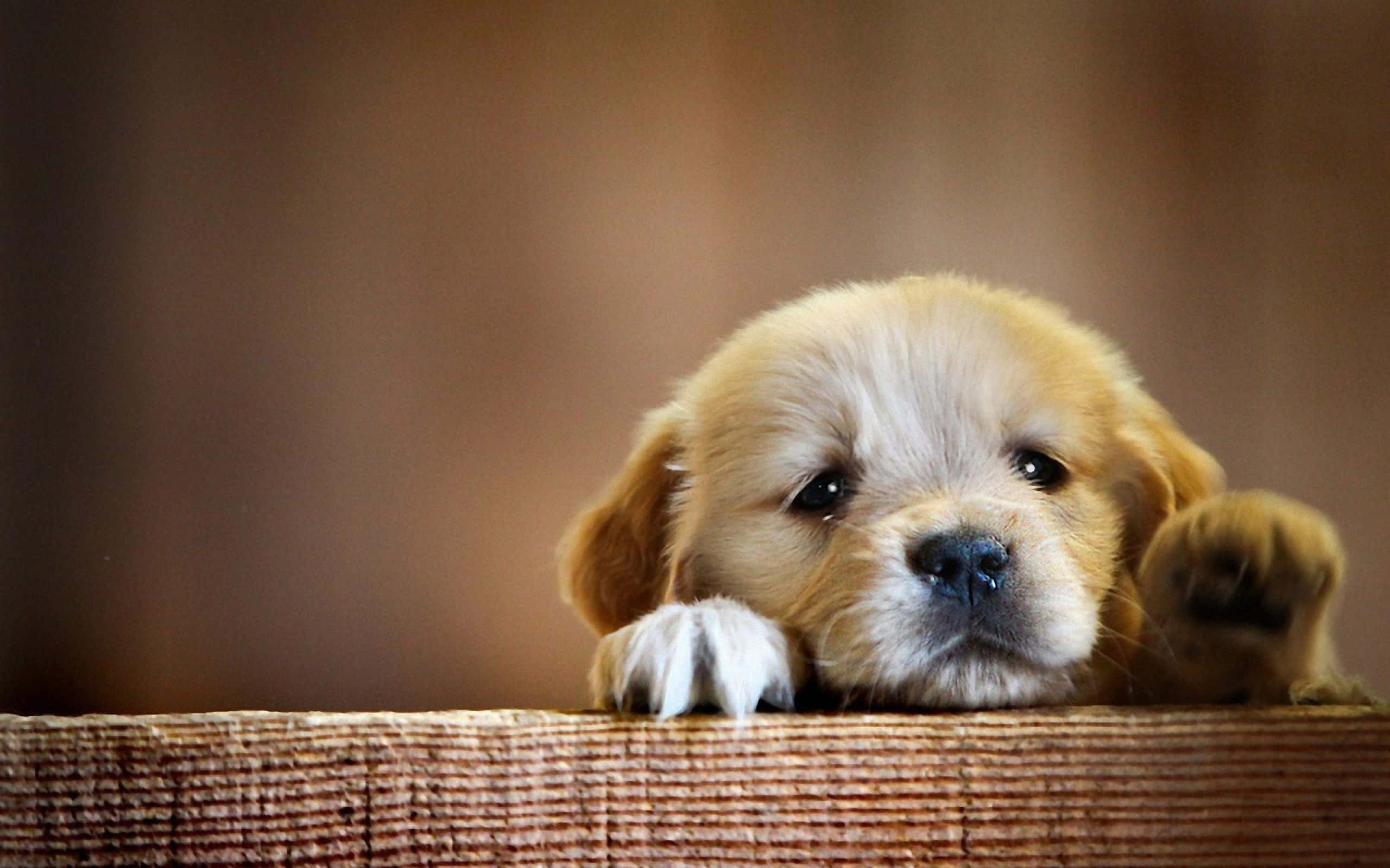 Smukt hvalpeansigt af en hund Wallpapers