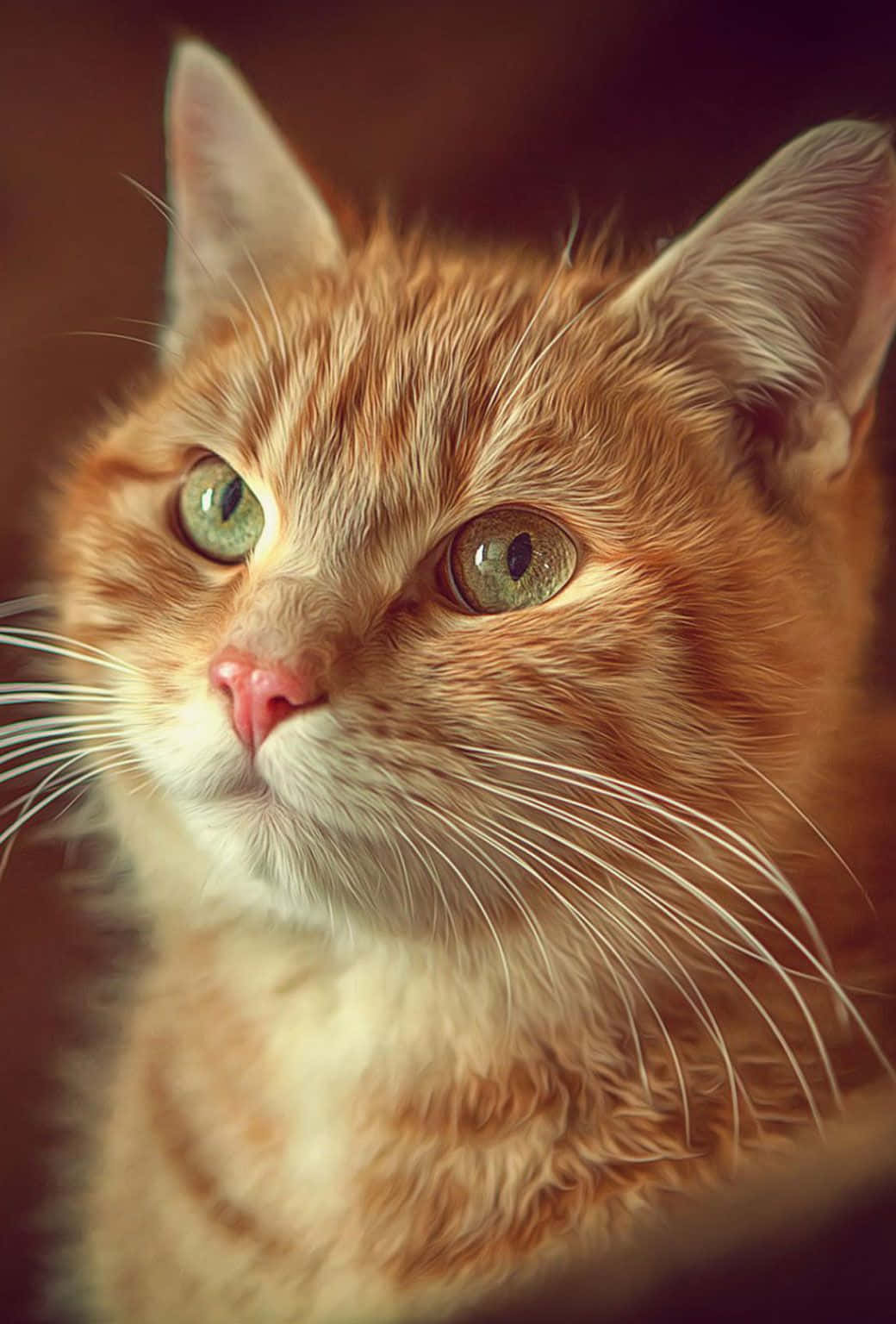 Smukt katteportræt Wallpapers