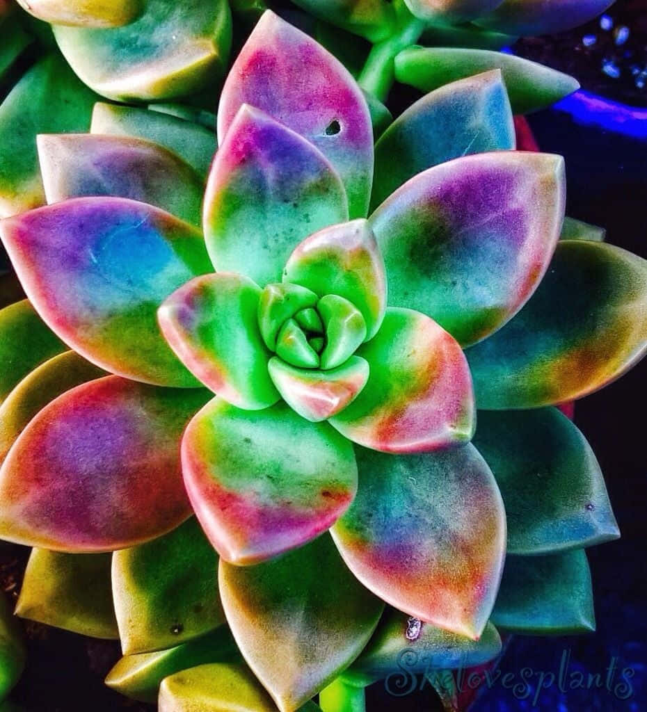 Smukt sukkulent ørkenrose billede Wallpapers