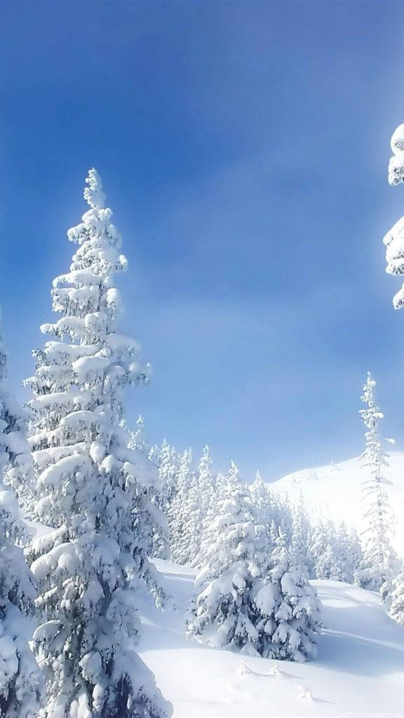Sne Træ Natur iPhone Wallpapers