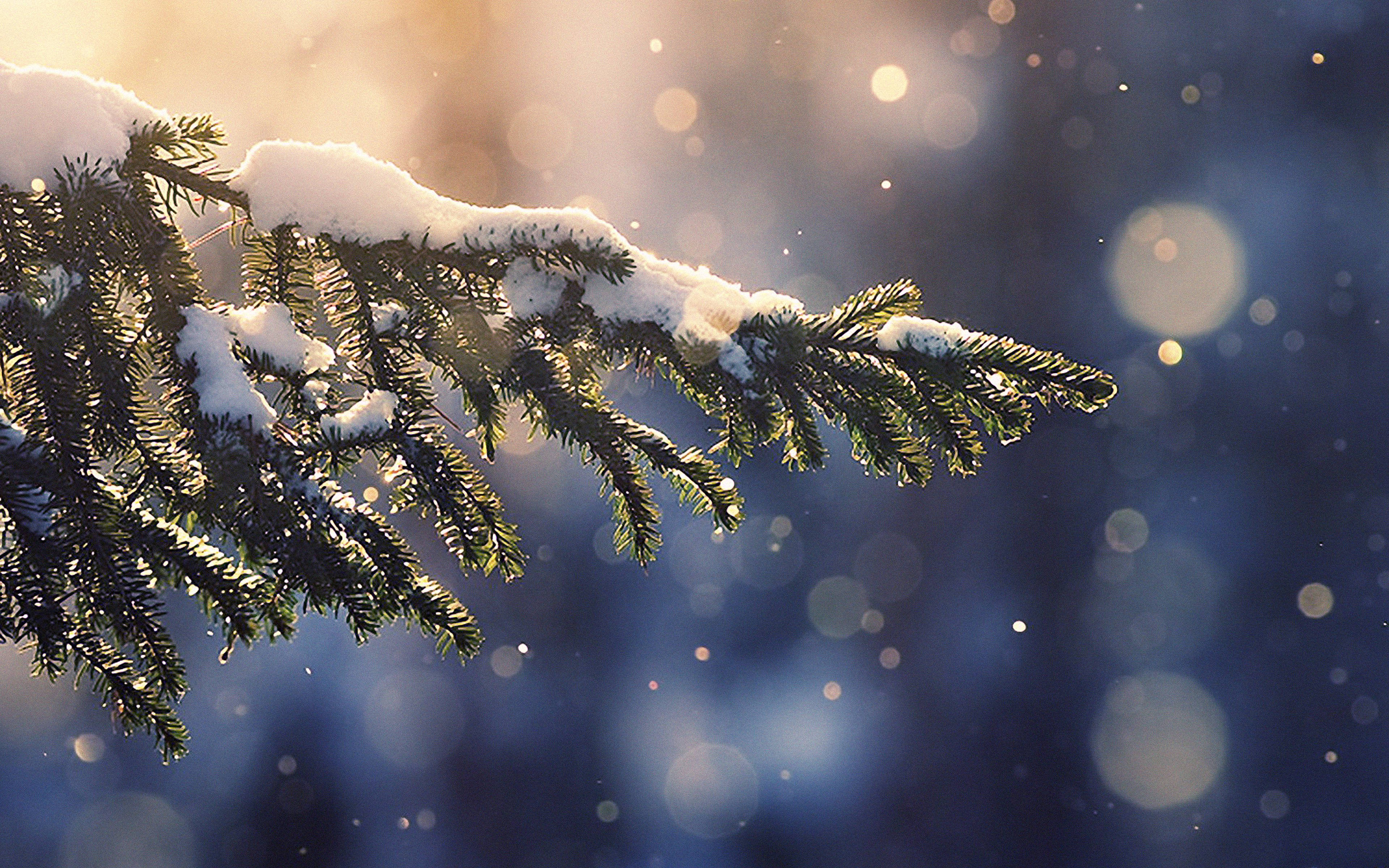 Sneæstetiske Fyrretræer Wallpapers