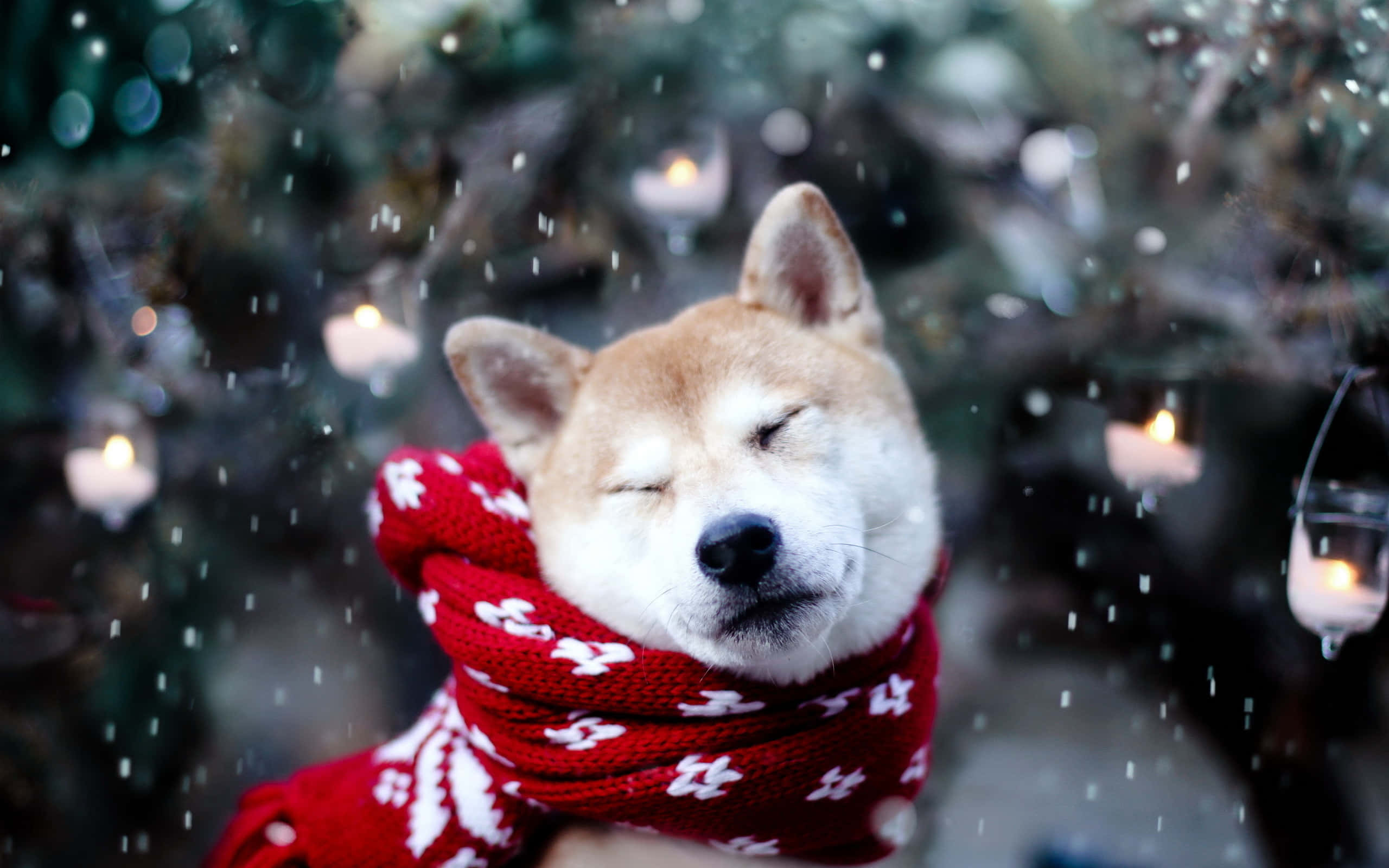 Snefyldt jul med en Shiba-hund Wallpapers