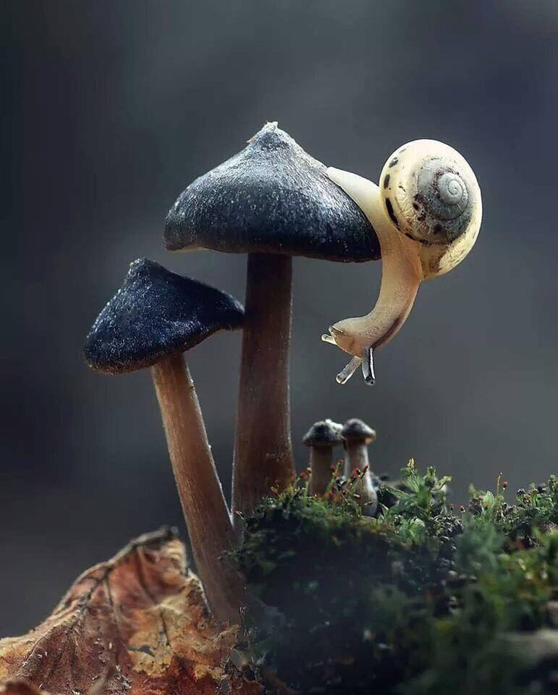 Snegl og svamp æstetik Wallpapers
