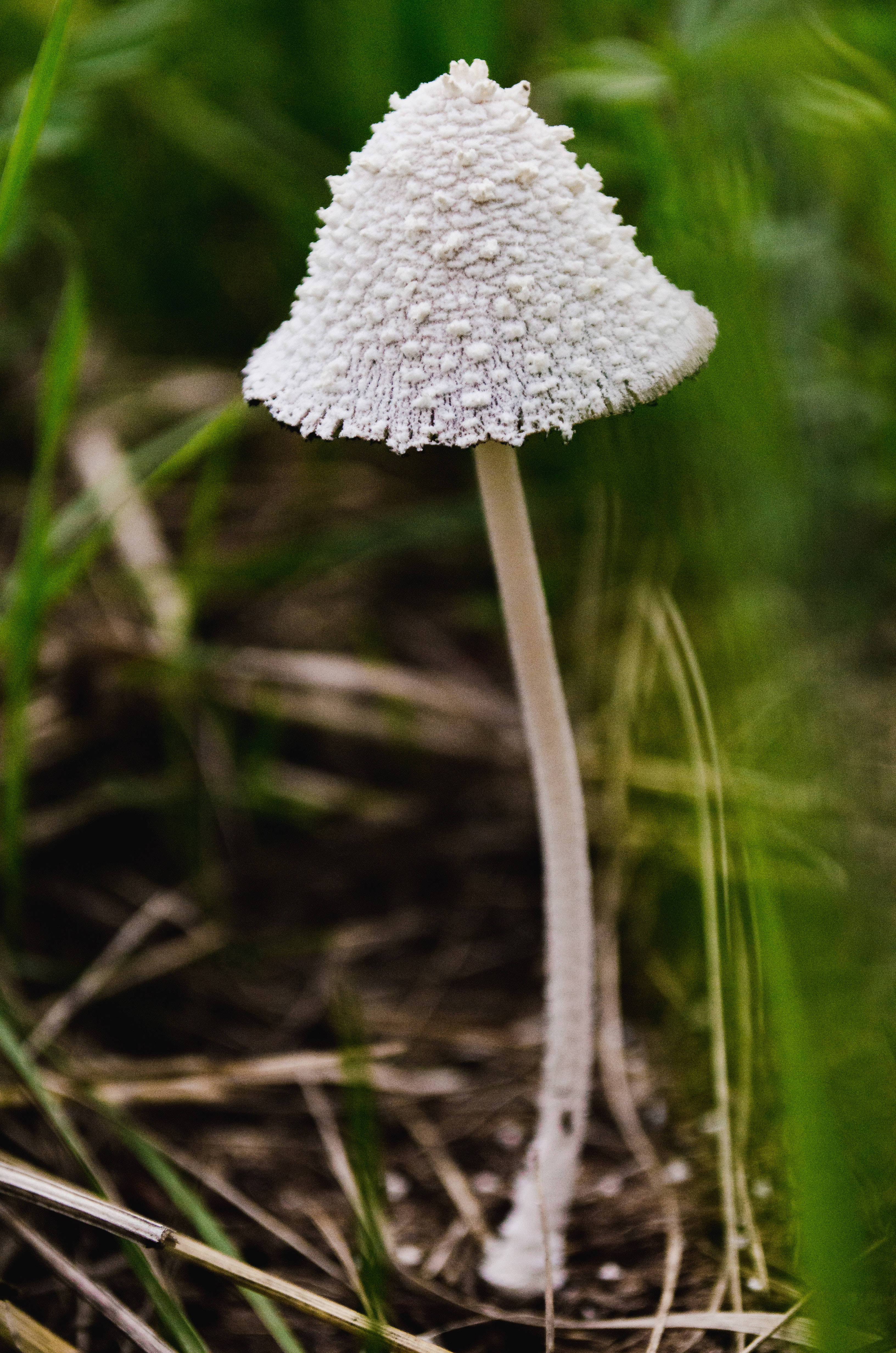 Sneglat inkcap-svamp æstetik Wallpapers
