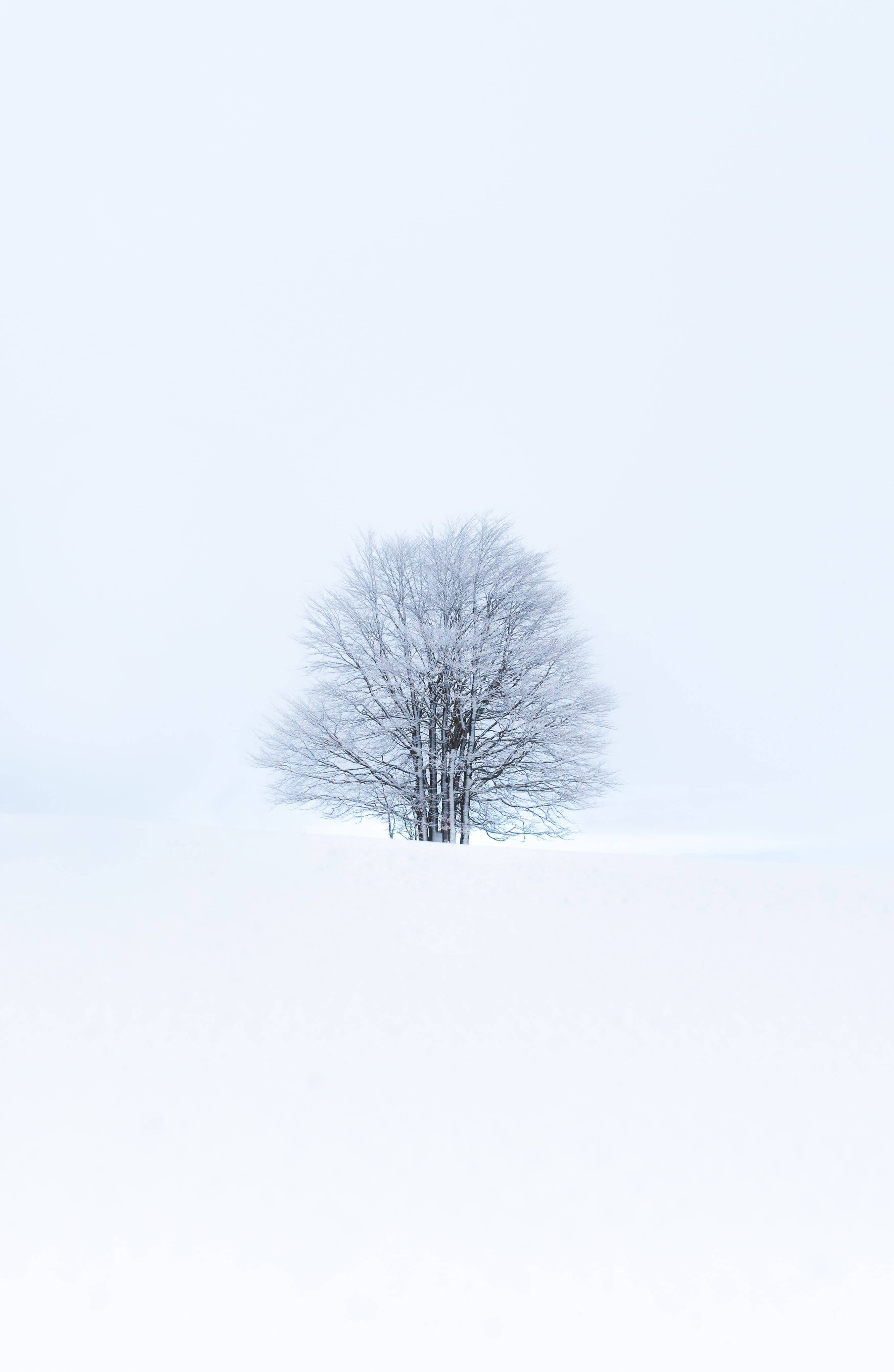 Snehvide i skoven Wallpapers