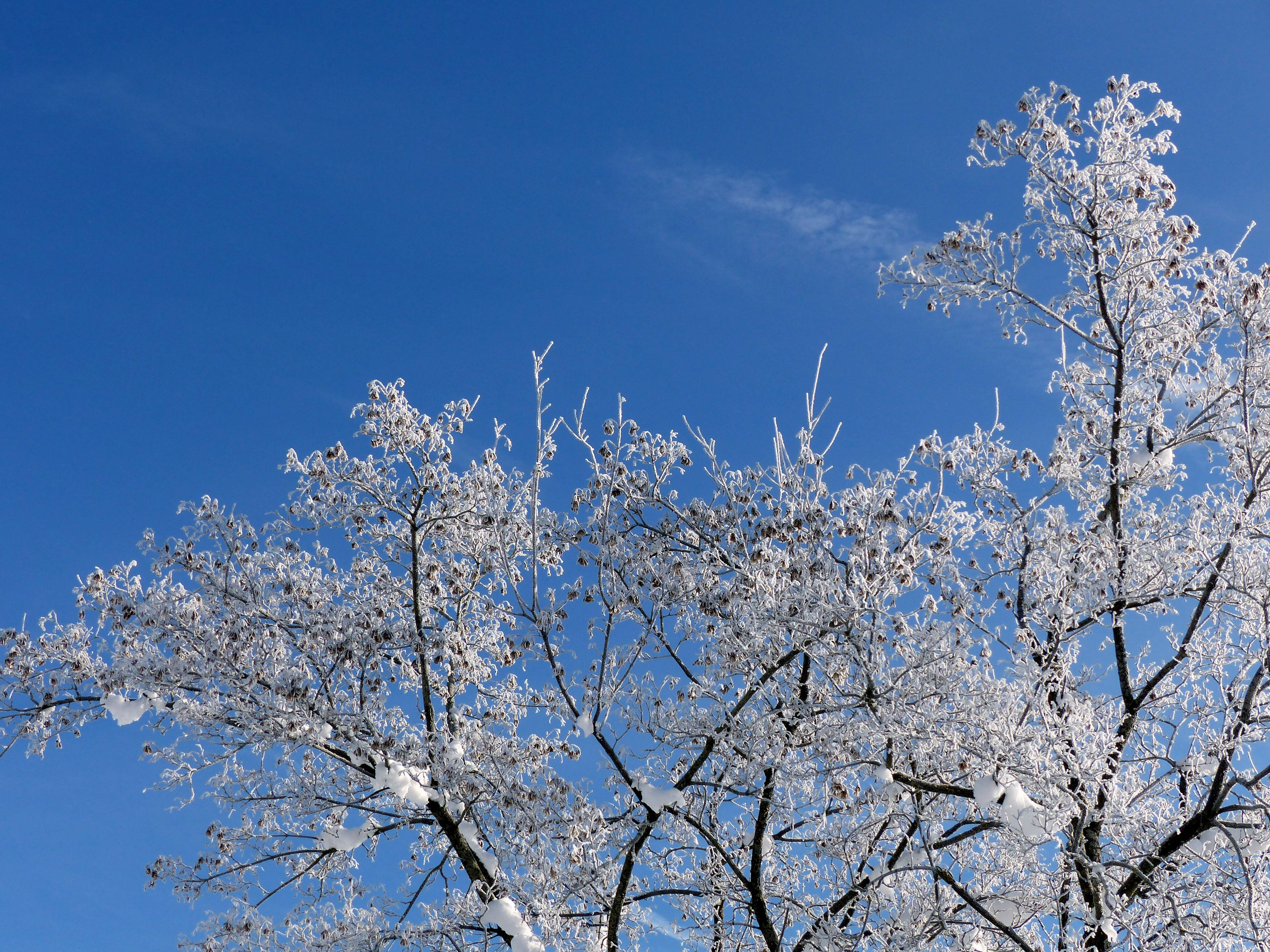 Sneklædt gren mod blå himmel Wallpapers
