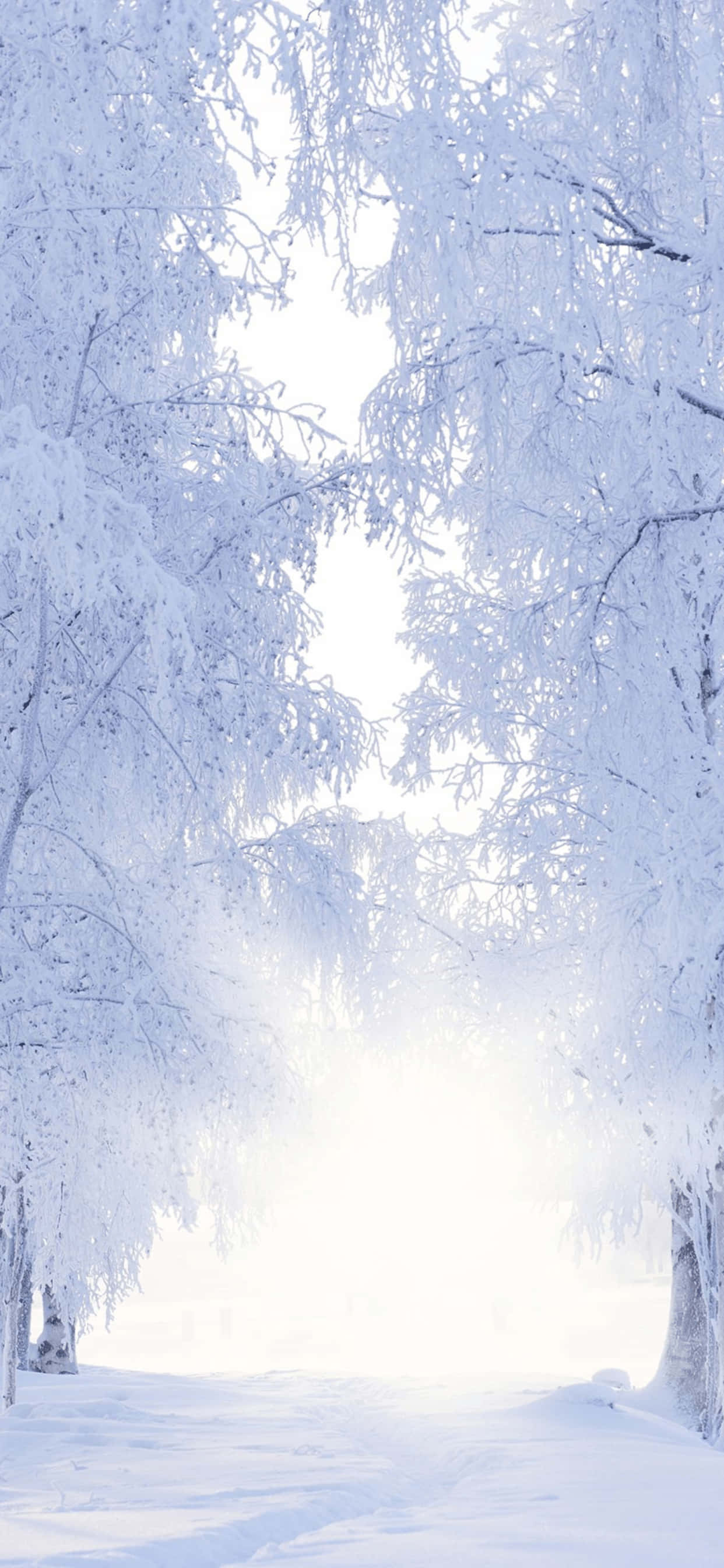 Sneklædt sti iPhone XS Max vinterbaggrund Wallpapers