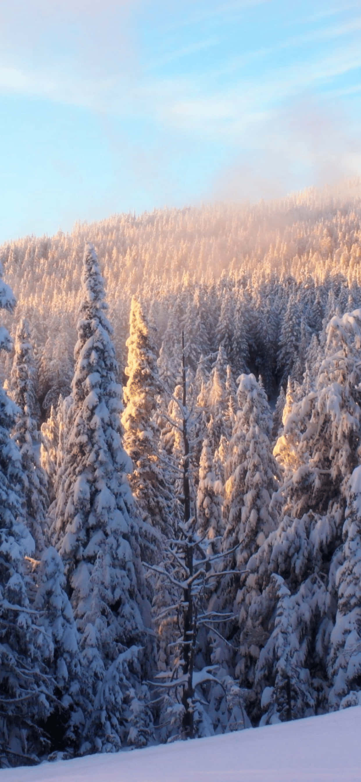 Sneklædt vintereventyr på iPhone XS Max Wallpapers