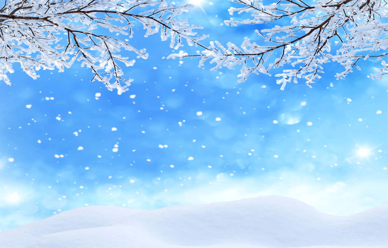 sneklædte træer og snefald på jorden Wallpapers
