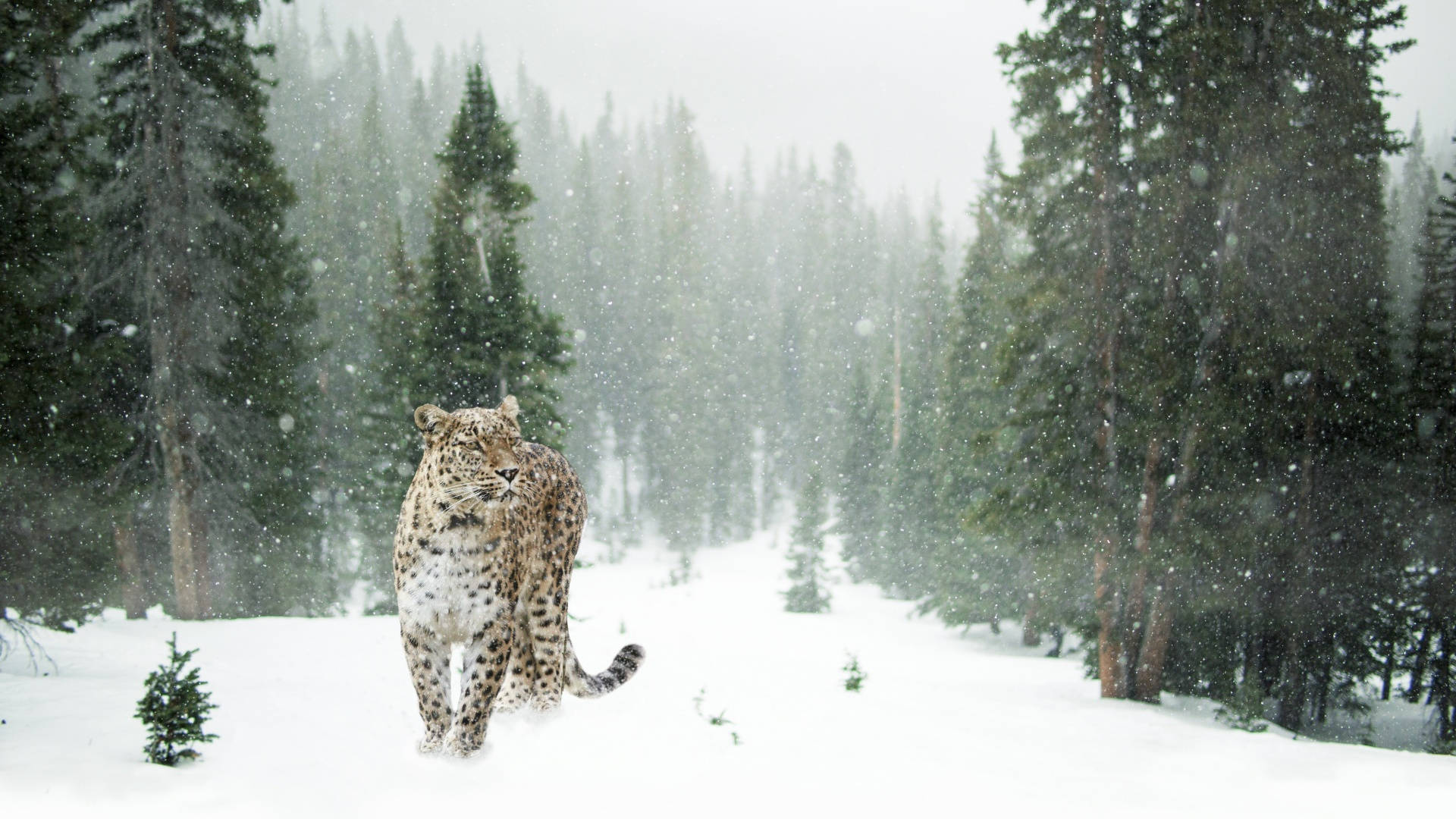 Sneleopard i vinteræstetik Wallpapers
