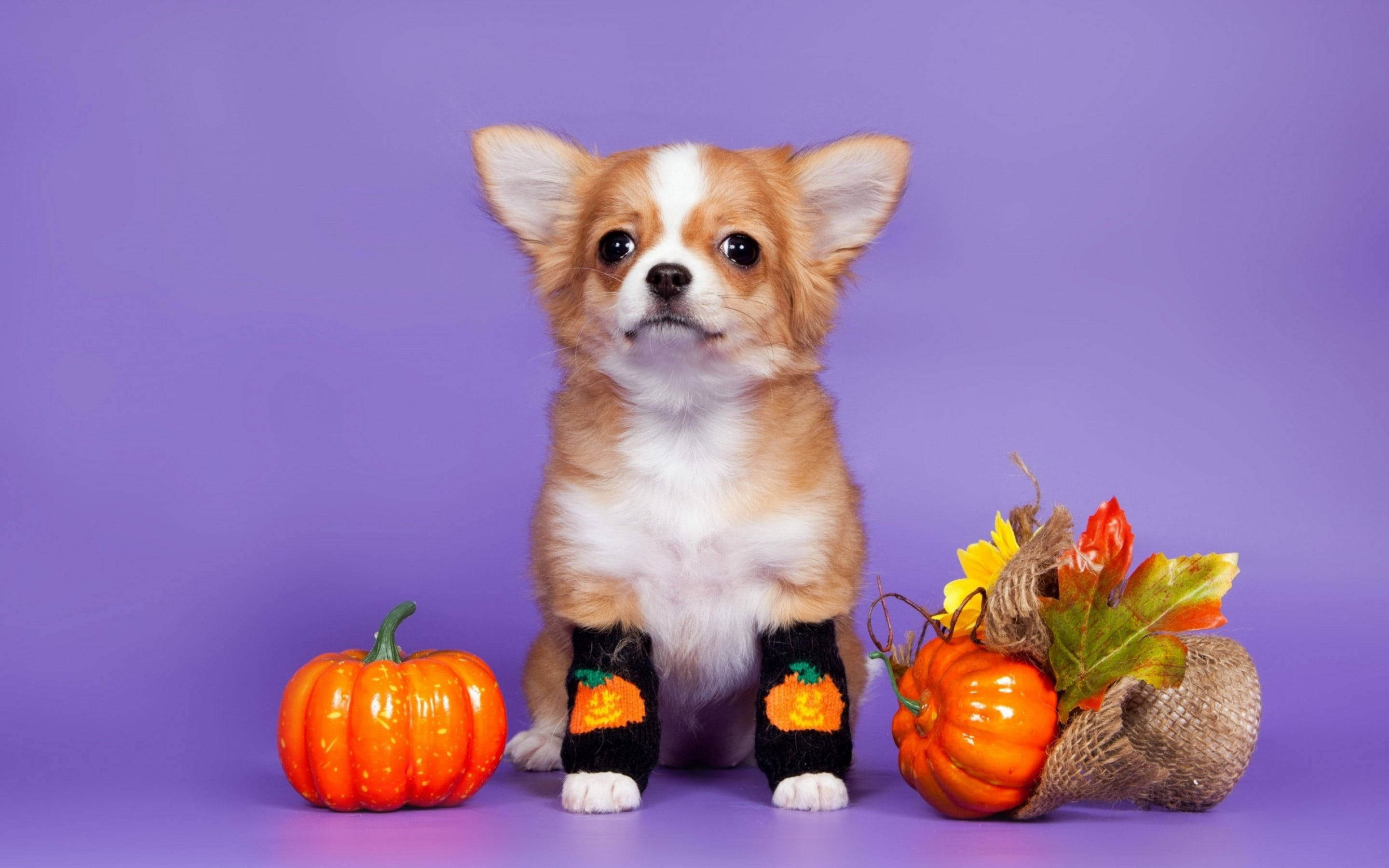 Sød æstetisk Halloween-hund Wallpapers